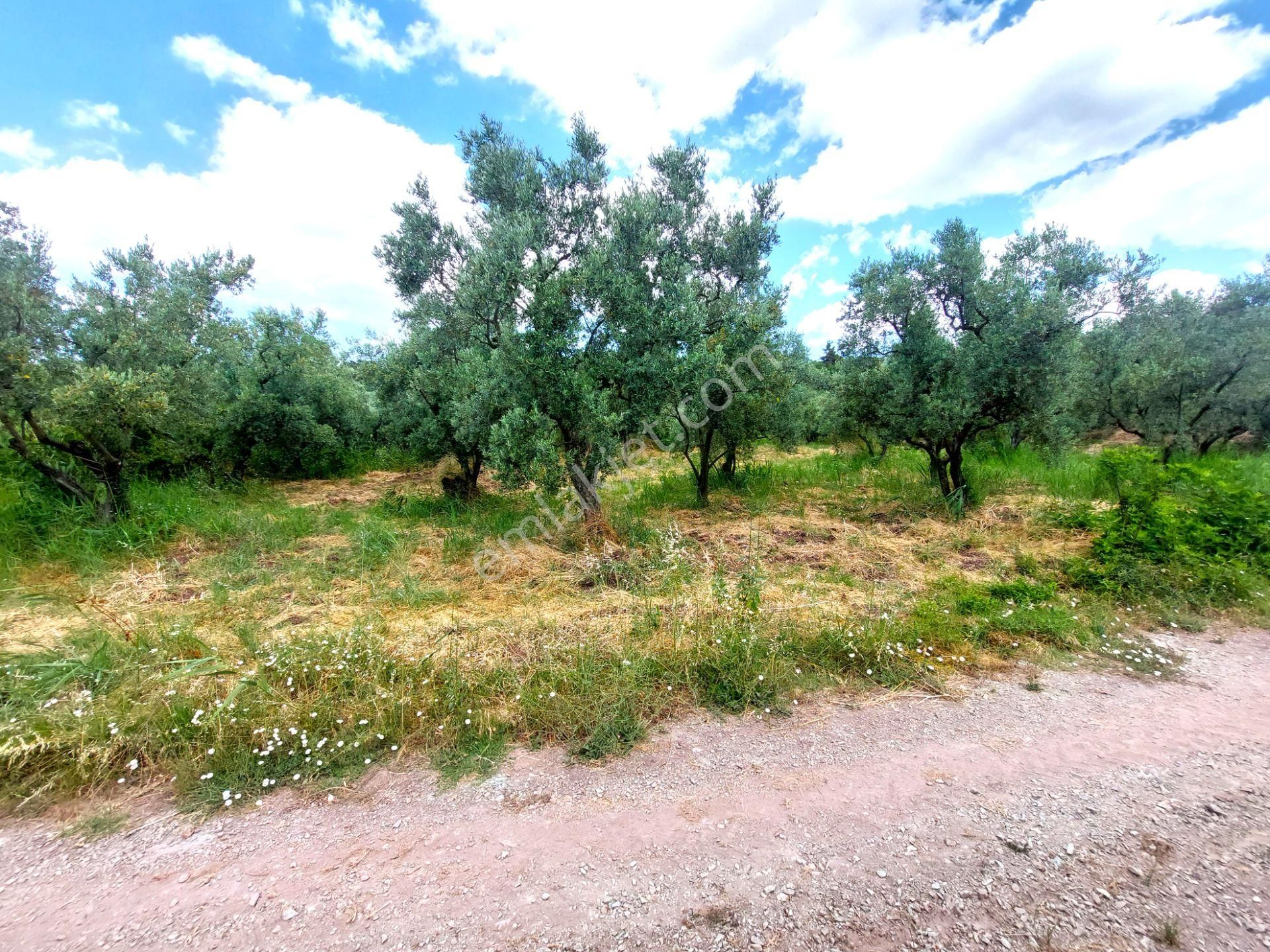 C21 Cius; Katırlı 1270 M² Yola 90m Cephe Satılık Zeytinlik - Görsel 5
