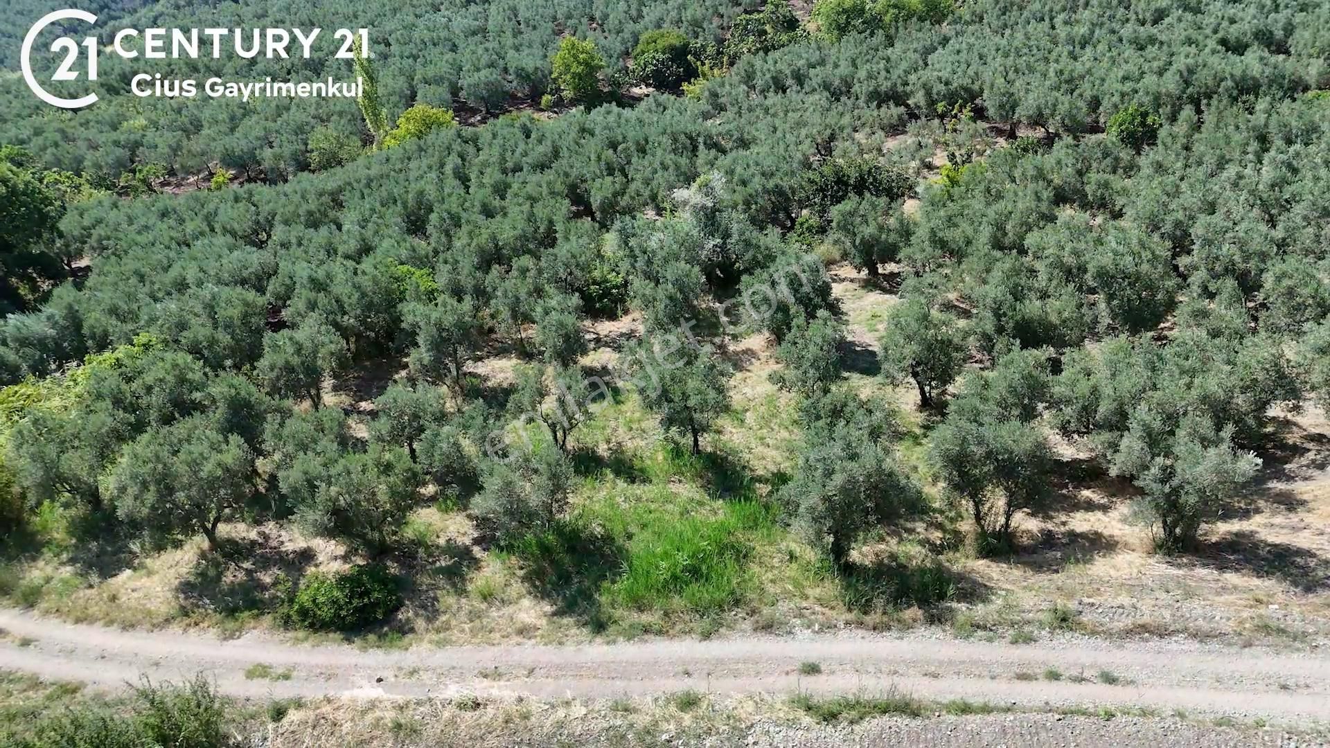C21 Cius; Katırlı 1270 M² Yola 90m Cephe Satılık Zeytinlik - Görsel 3
