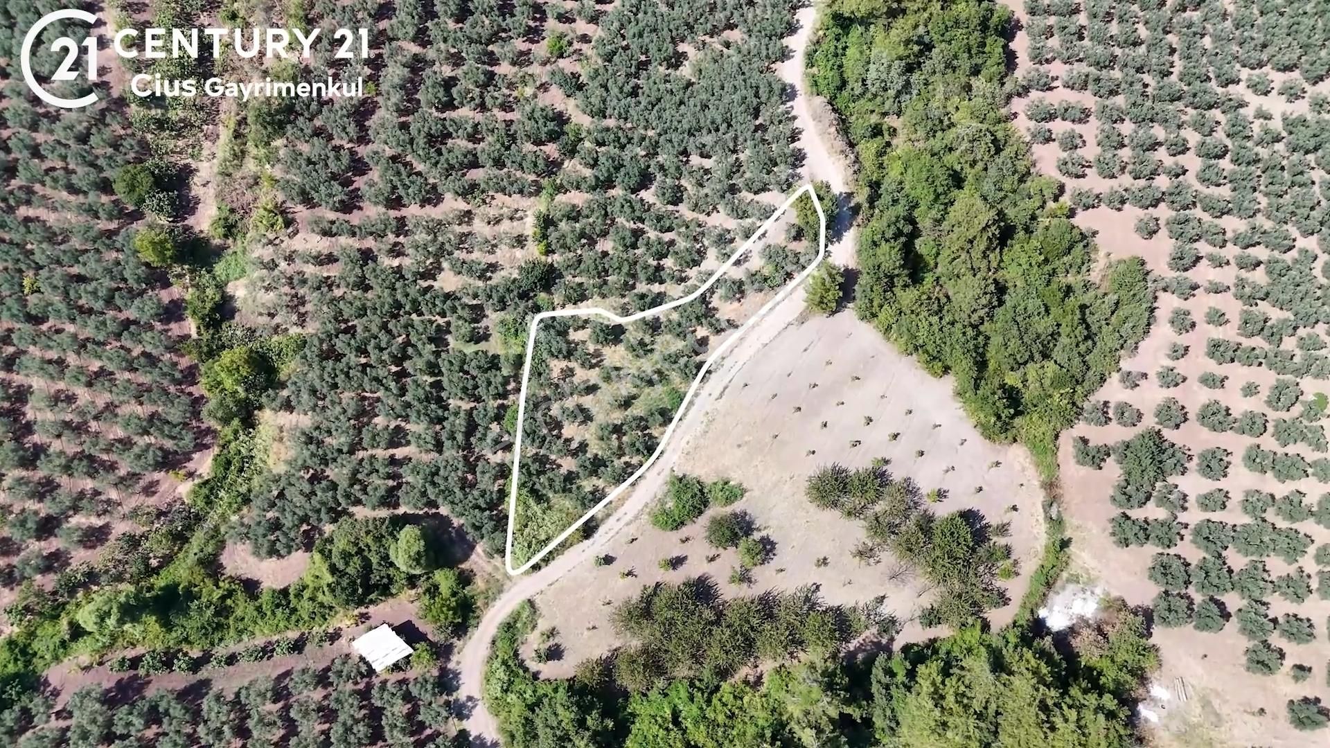 C21 Cius; Katırlı 1270 M² Yola 90m Cephe Satılık Zeytinlik - Görsel 2