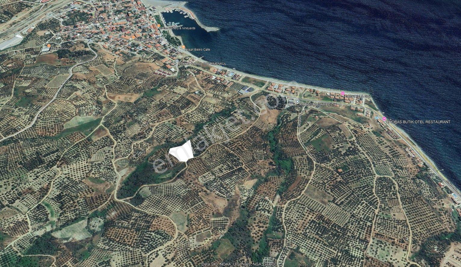 Hoşköy Şarköy’de Deniz Manzaralı Satılık Zeytinlik – Ayça Emlak’tan - Görsel 2