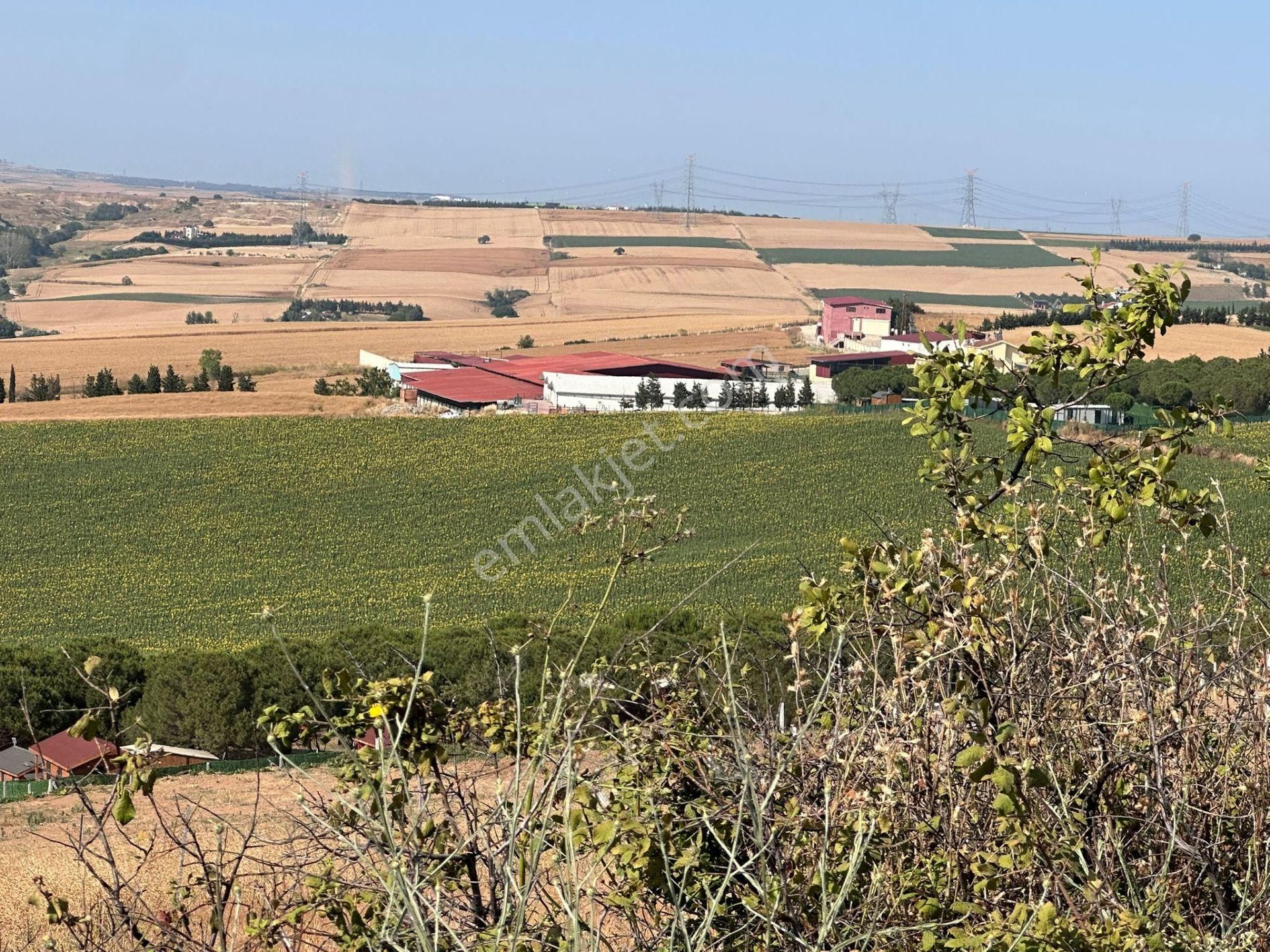 Tekirdağ Marmaraereglisi Çeşmeli Mahallesi 3 Arsa Alana Konteynır Hediye