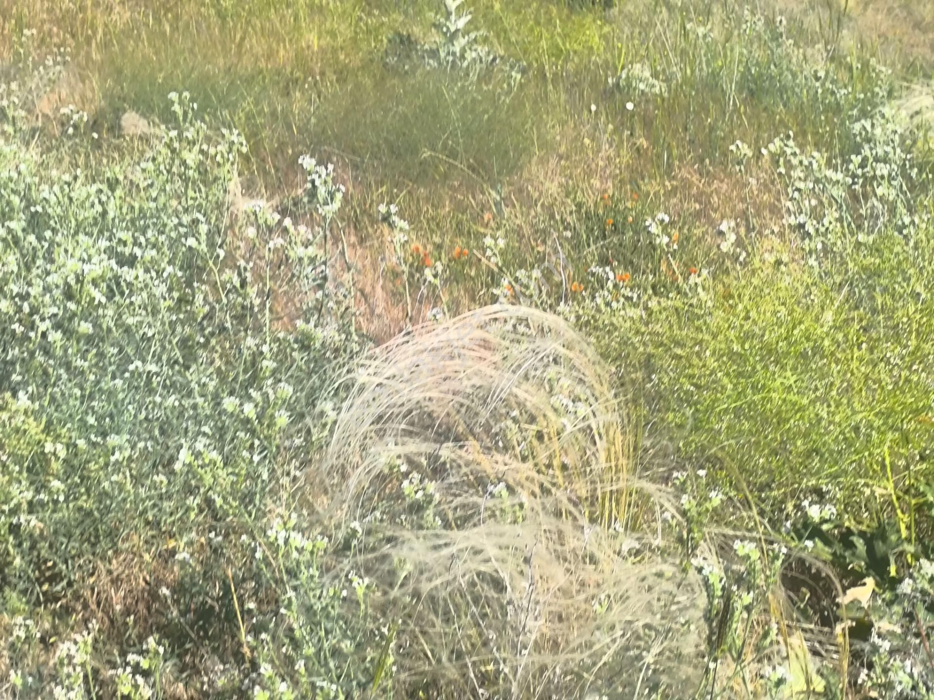 Kahramankazan Kumpınar Satılık Yatırımlık Hisse Tapulu 185 M2 Arsa - Görsel 22