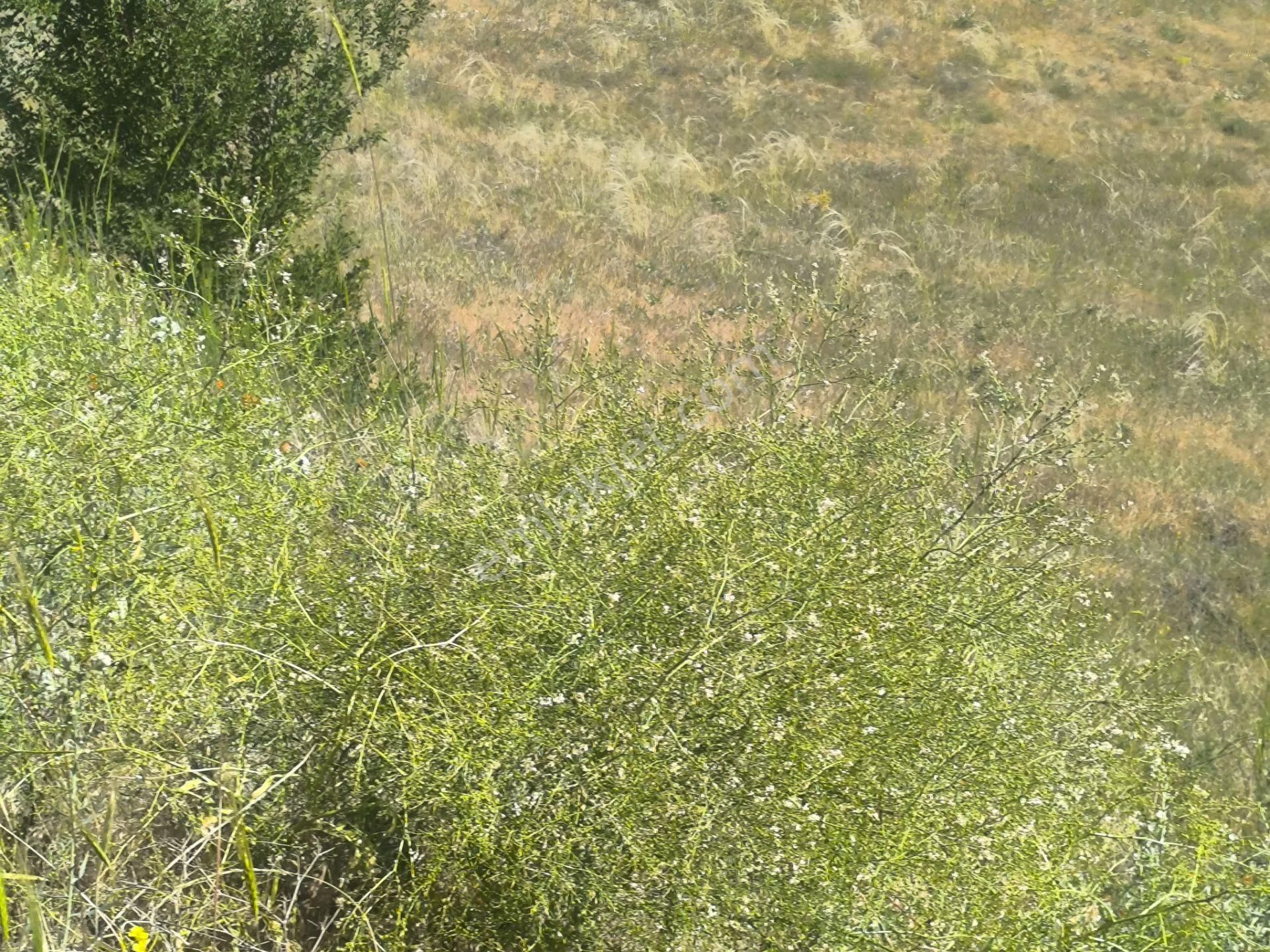 Kahramankazan Kumpınar Satılık Yatırımlık Hisse Tapulu 185 M2 Arsa - Görsel 20