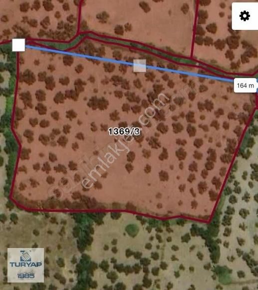 Cunda Adasında Deniz Manzaralı Yatırımlık 15.970 M2 Zeytinlik