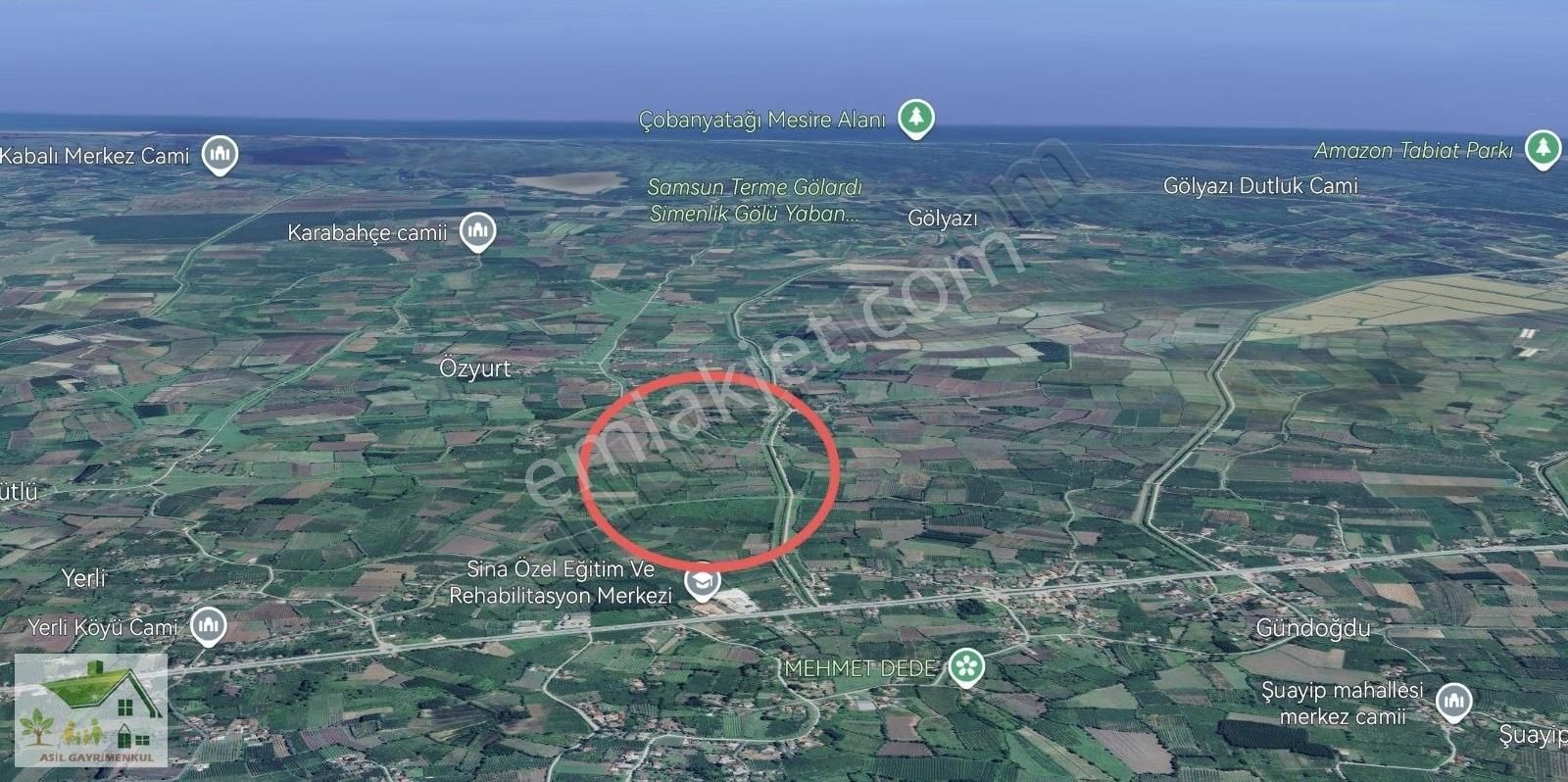 Samsun Terme Yerli De47.817 M2 Satılık Komple Fındık Bahçesi - Görsel 4