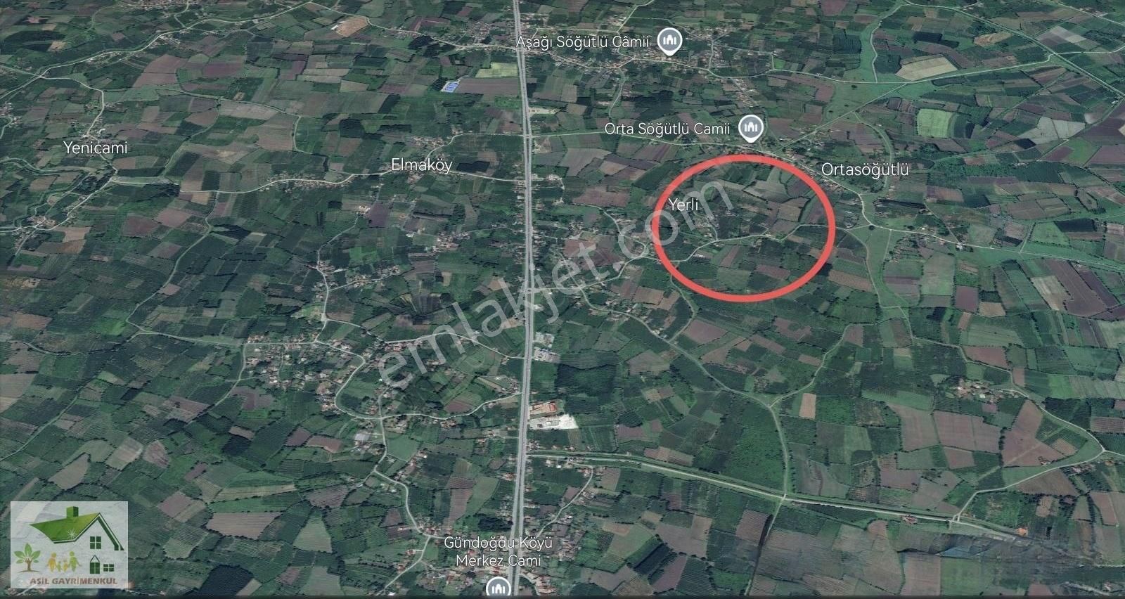 Samsun Terme Yerli De47.817 M2 Satılık Komple Fındık Bahçesi - Görsel 5