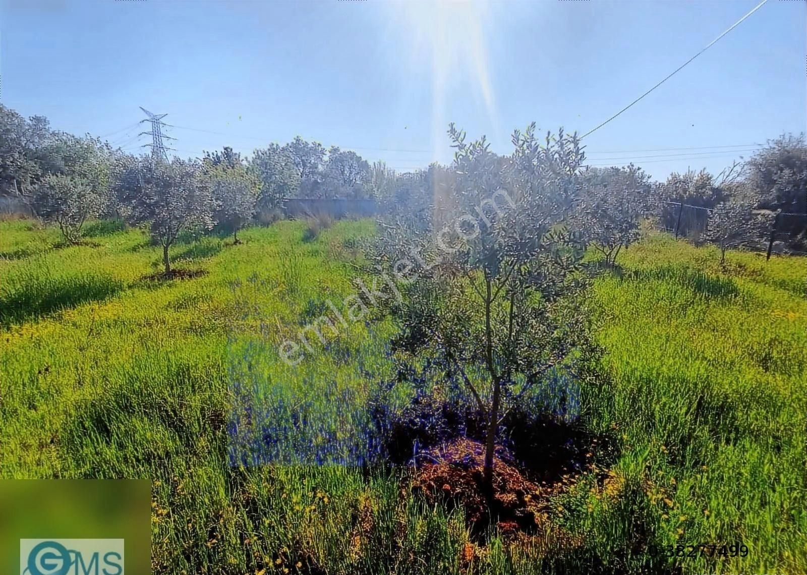 Antalya Kepez Kirişçiler Köy İçi Satılık Tarla