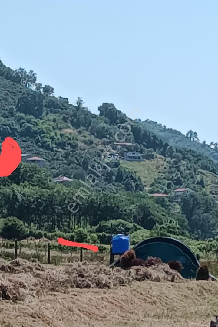Perşembe Caytepede İmarlı Satılık Bahçe.