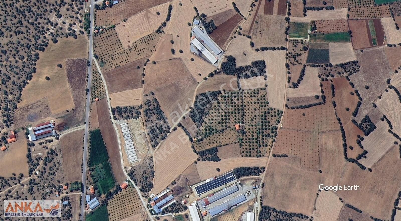 Uşak Sivaslı Akıncılar Mahallesi 5,500m2 Müstakil Tapulu Tarla