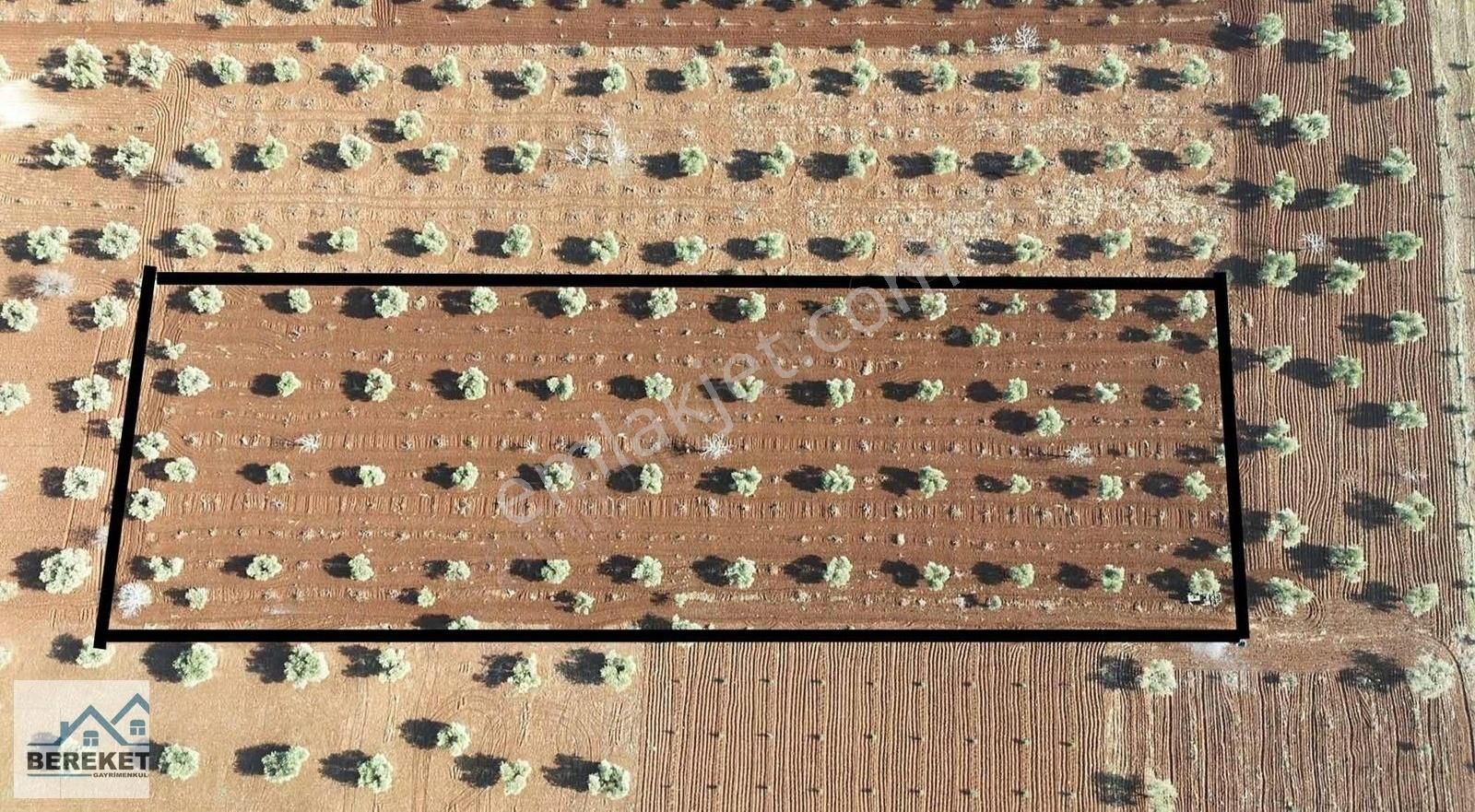 Satılık 6.520 M2 Zeytin Ve Bağ Merkeze Yakın
