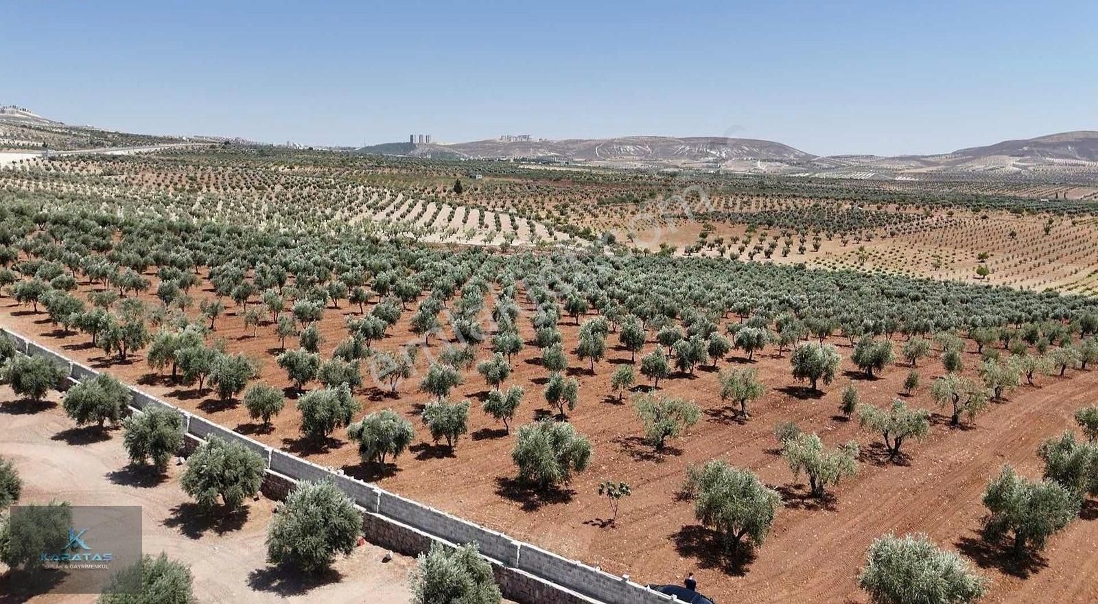 Kilis Zamhalı Mevkiinde 38.363 M2 Zeytinlik 1.000 Ağaç Mülk