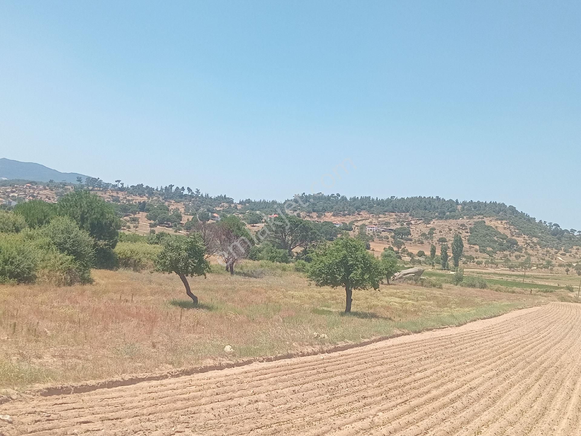 Muğla Milas Türbe Akkovanlık'da 4892 M2 Muhteşem Tarla!!! - Görsel 2