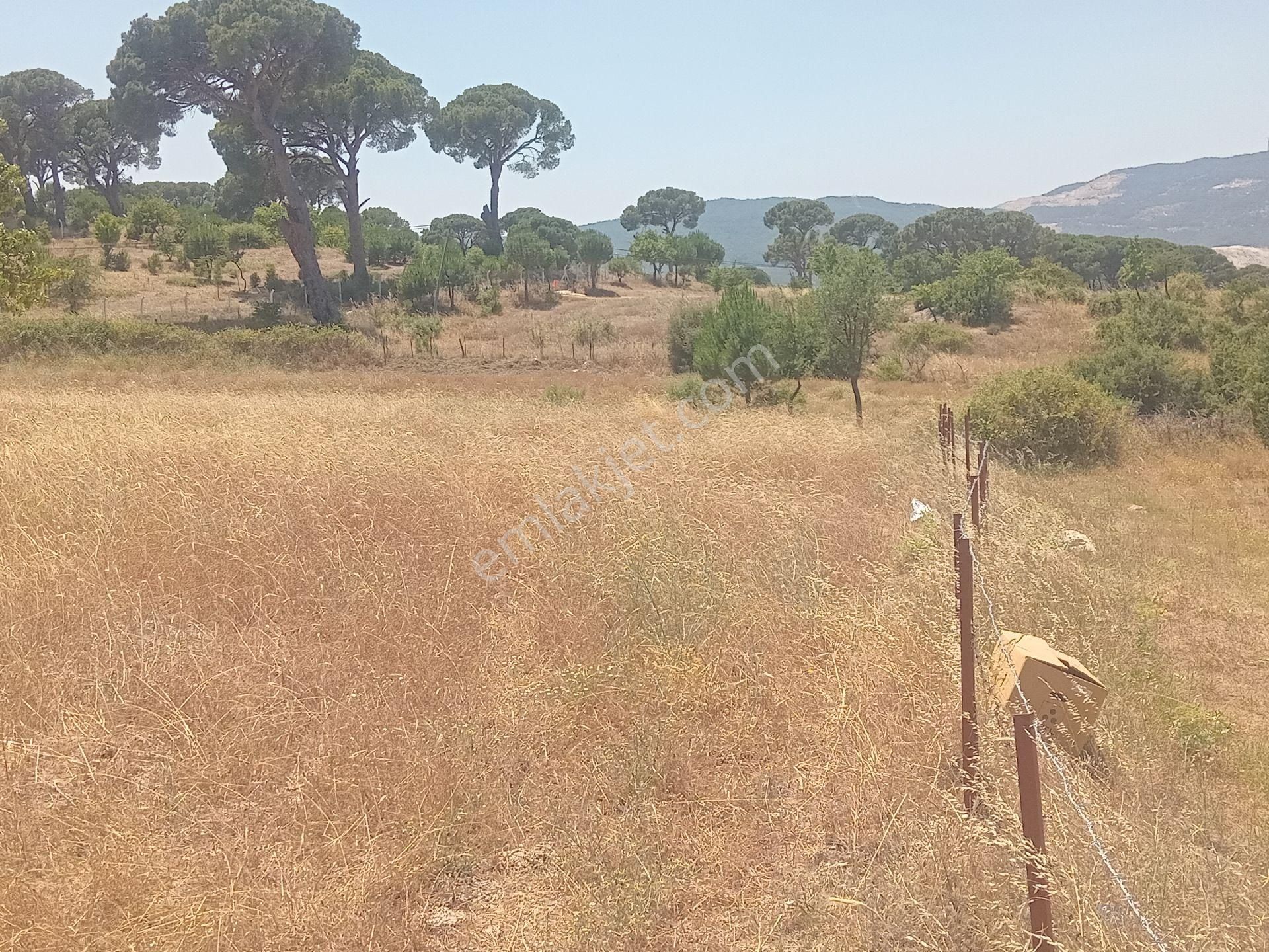Muğla Milas Türbe Akkovanlık'da 4892 M2 Muhteşem Tarla!!! - Görsel 4