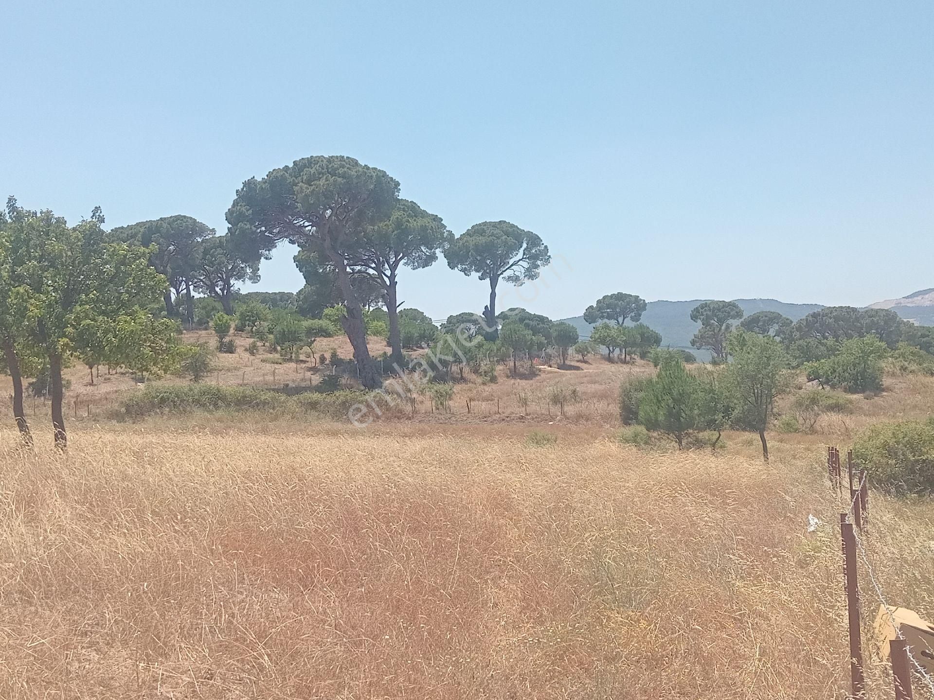 Muğla Milas Türbe Akkovanlık'da 4892 M2 Muhteşem Tarla!!! - Görsel 6