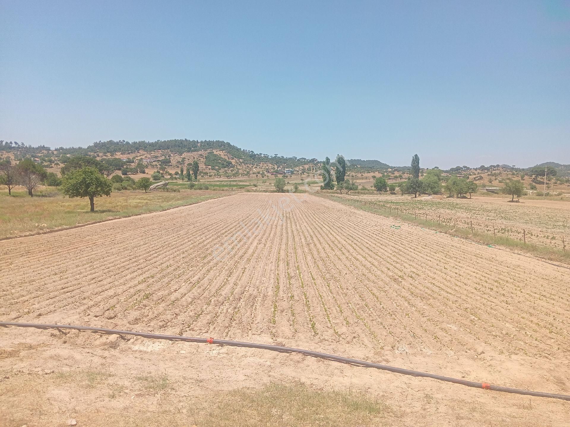 Muğla Milas Türbe Akkovanlık'da 4892 M2 Muhteşem Tarla!!! - Görsel 20