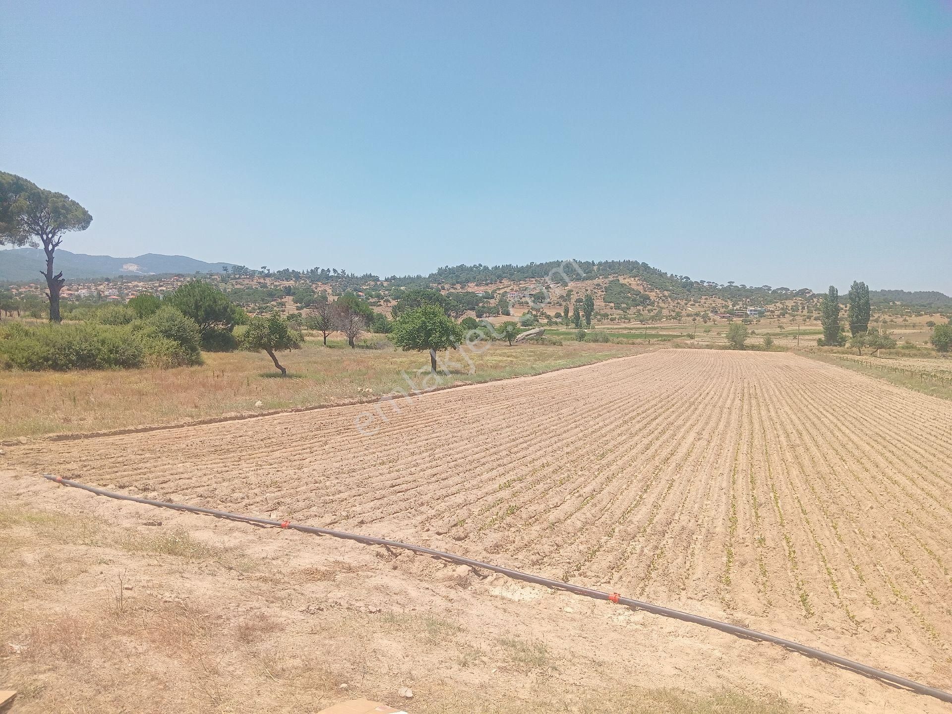 Muğla Milas Türbe Akkovanlık'da 4892 M2 Muhteşem Tarla!!! - Görsel 17