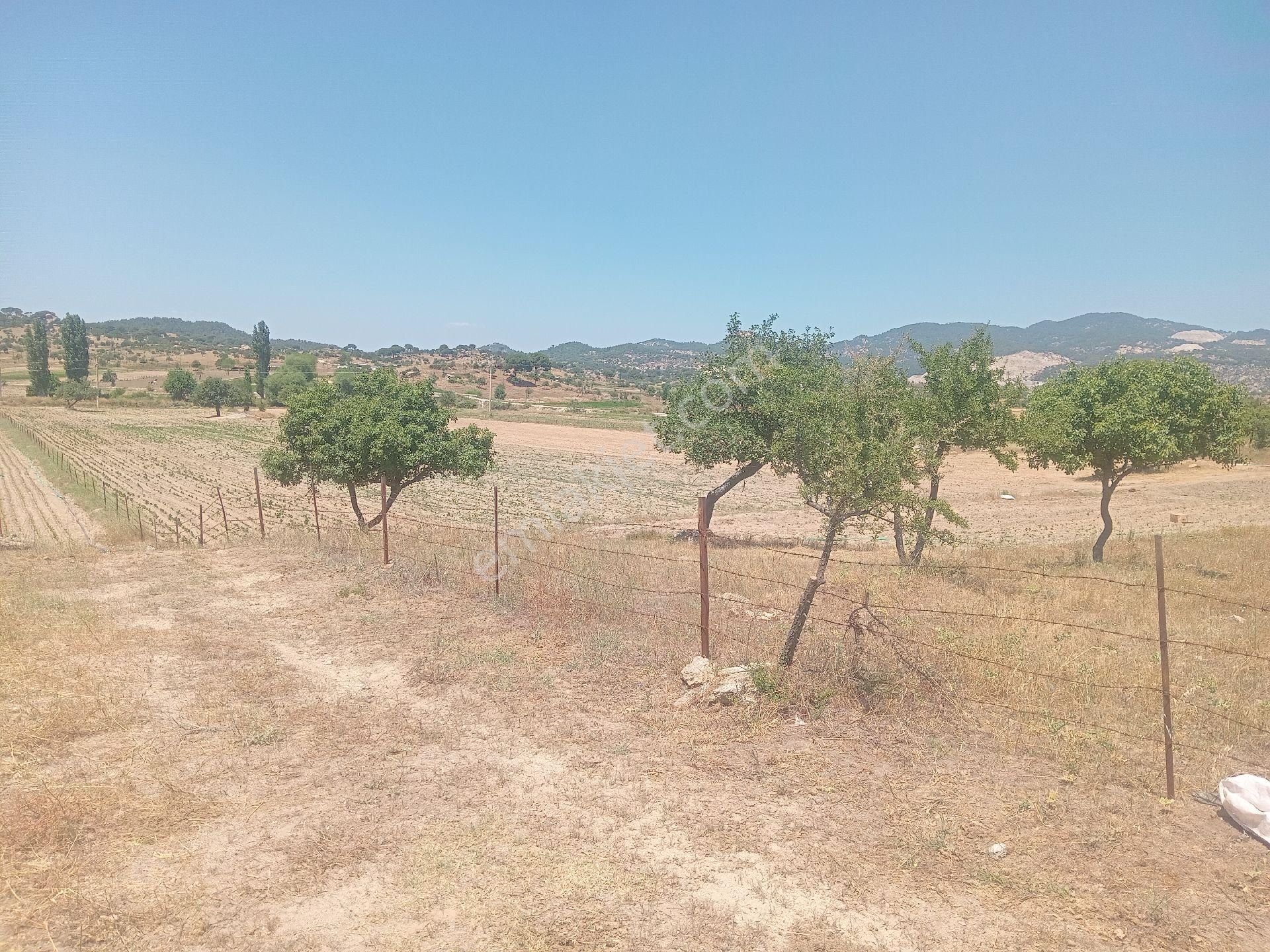Muğla Milas Türbe Akkovanlık'da 4892 M2 Muhteşem Tarla!!! - Görsel 11