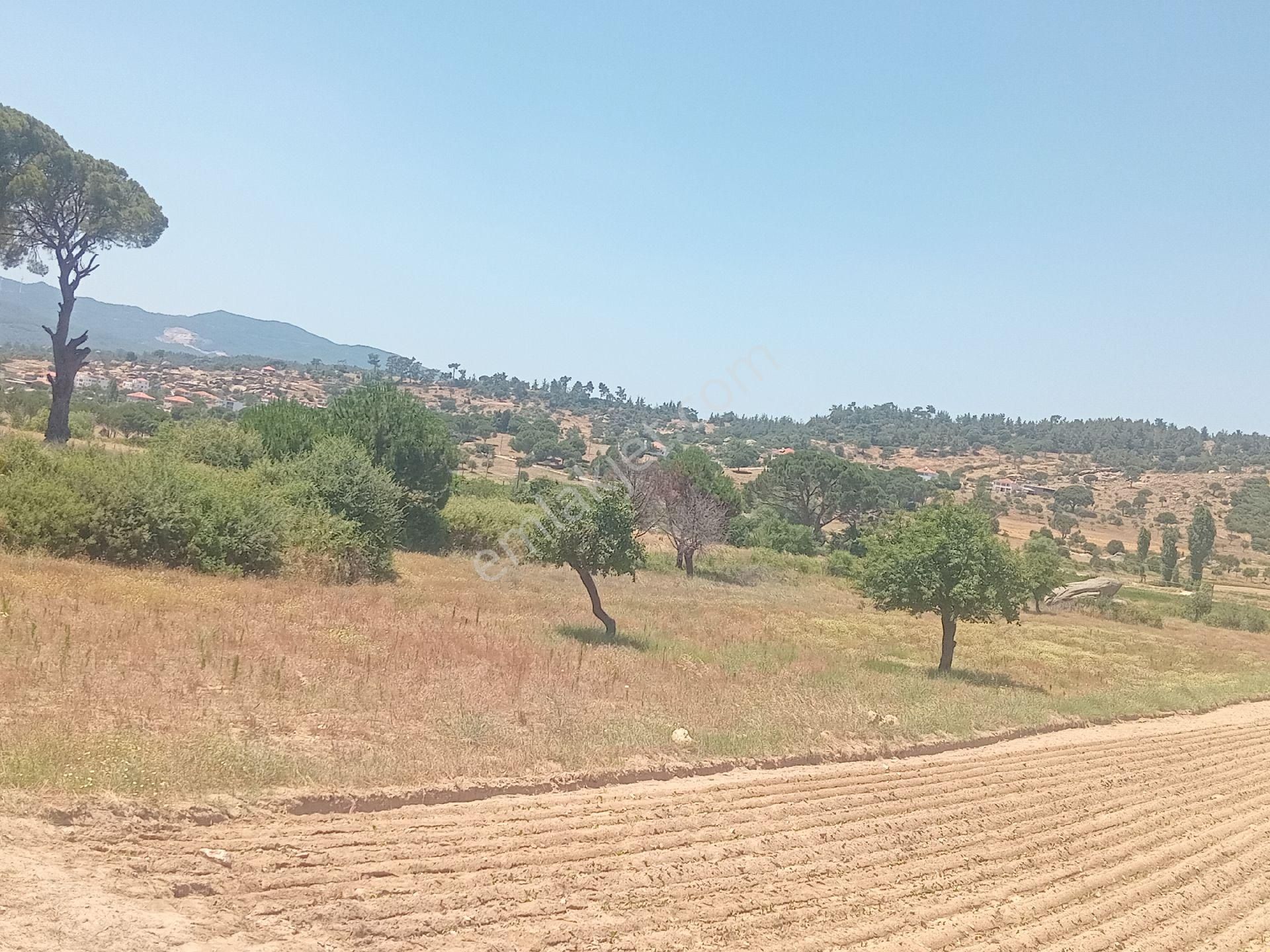 Muğla Milas Türbe Akkovanlık'da 4892 M2 Muhteşem Tarla!!!