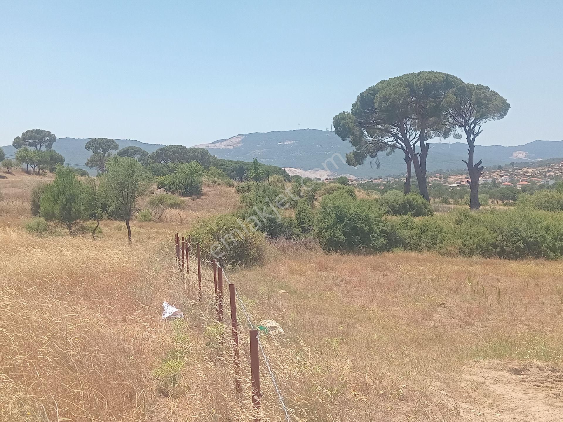 Muğla Milas Türbe Akkovanlık'da 4892 M2 Muhteşem Tarla!!! - Görsel 22
