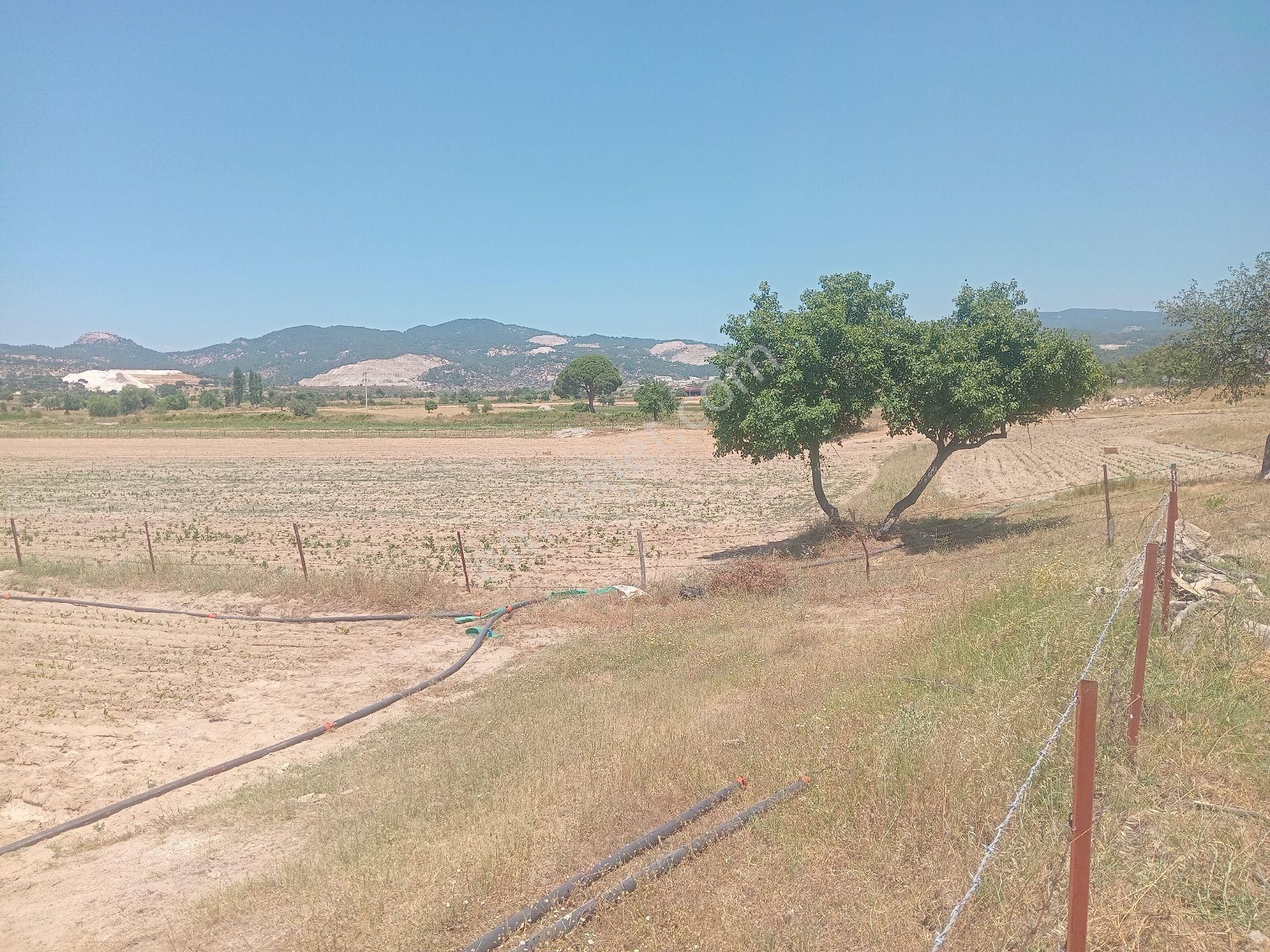 Muğla Milas Türbe Akkovanlık'da 4892 M2 Muhteşem Tarla!!! - Görsel 7