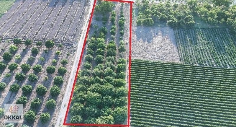 Okkalı Emlak Tan Menemen Yayla Mah De Satılık Bahçe