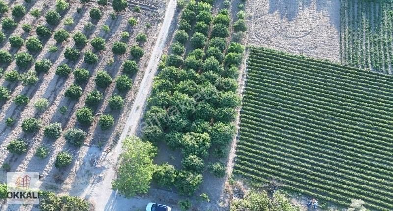 Okkalı Emlak Tan Menemen Yayla Mah De Satılık Bahçe - Görsel 11