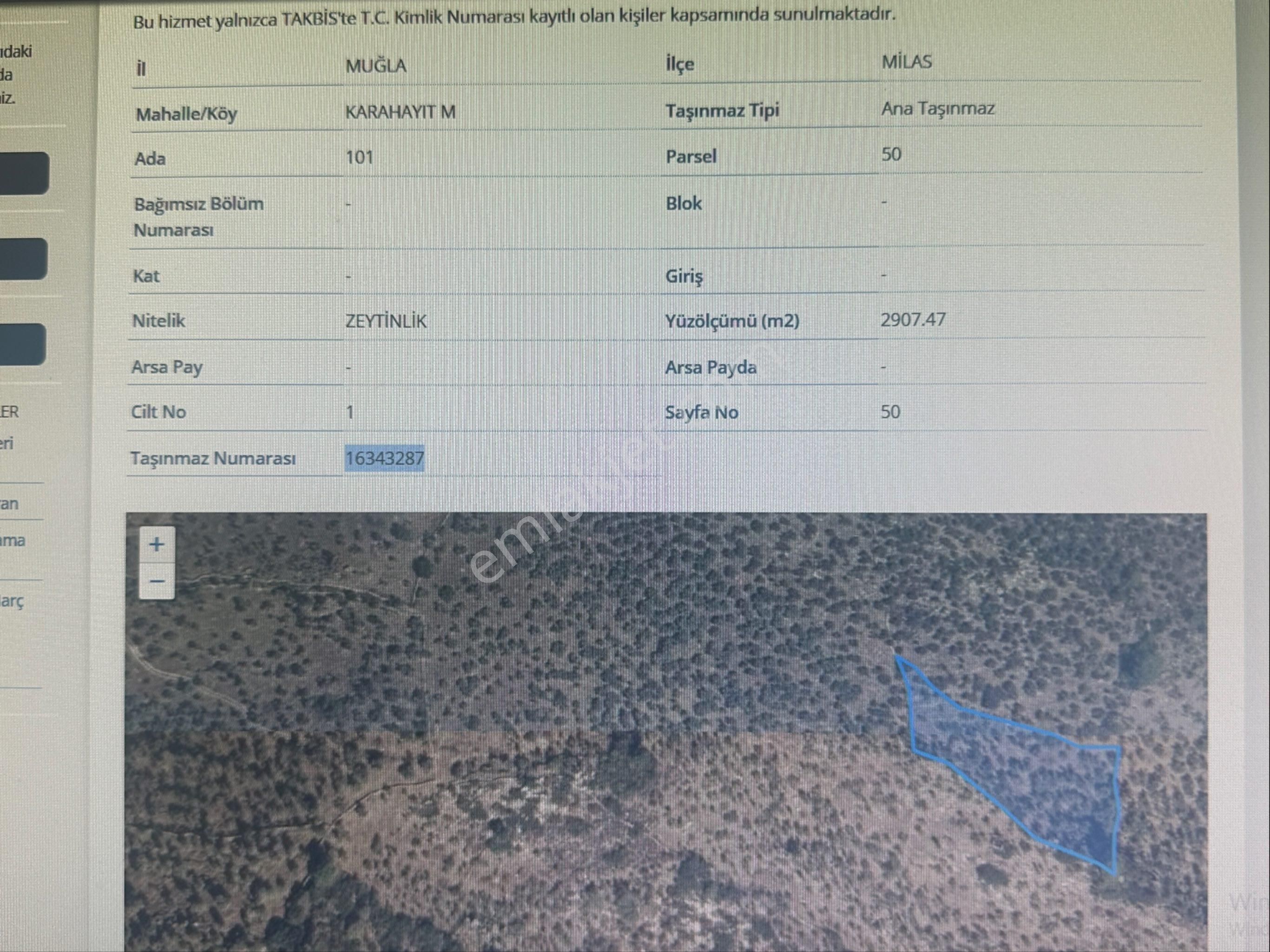 Sahibinden Acil Satılık Zeytinlik