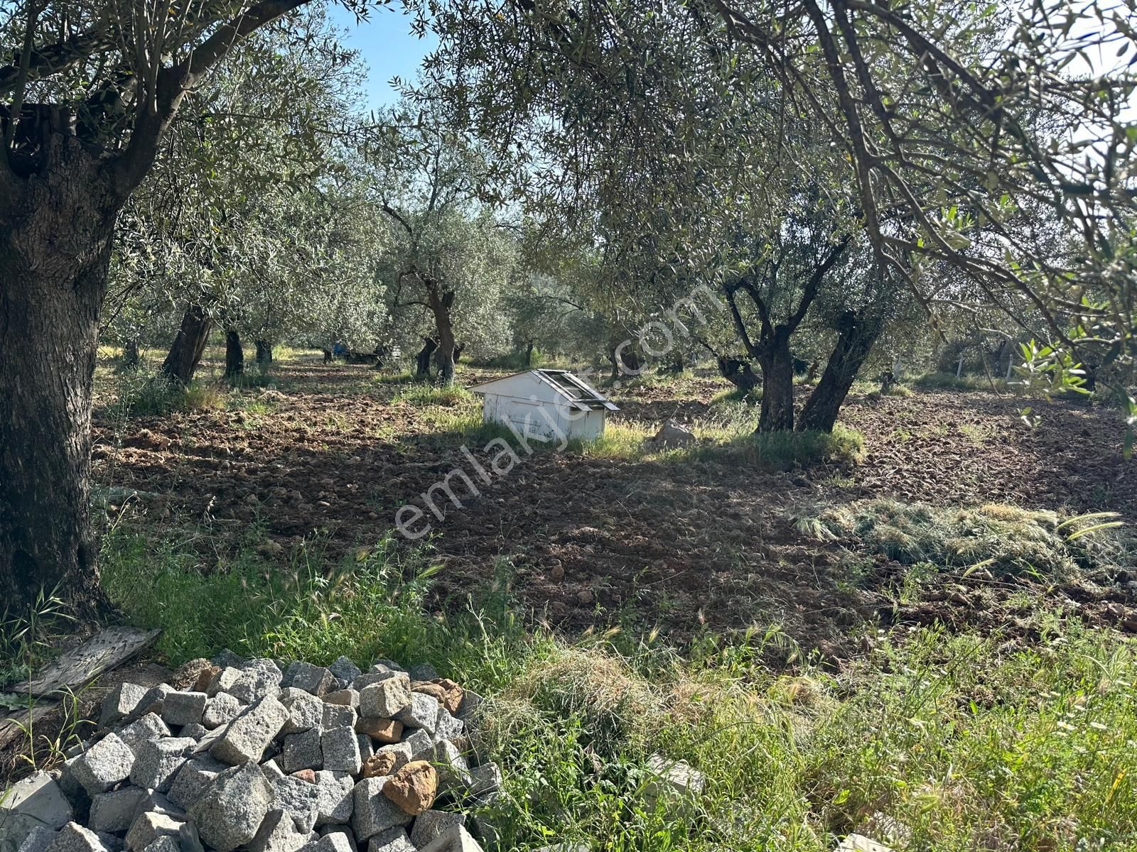 Premar Ayvada'dan Ayvalık Fethiye'de 3.5 Dönüm Bakımlı Zeytinlik - Görsel 3