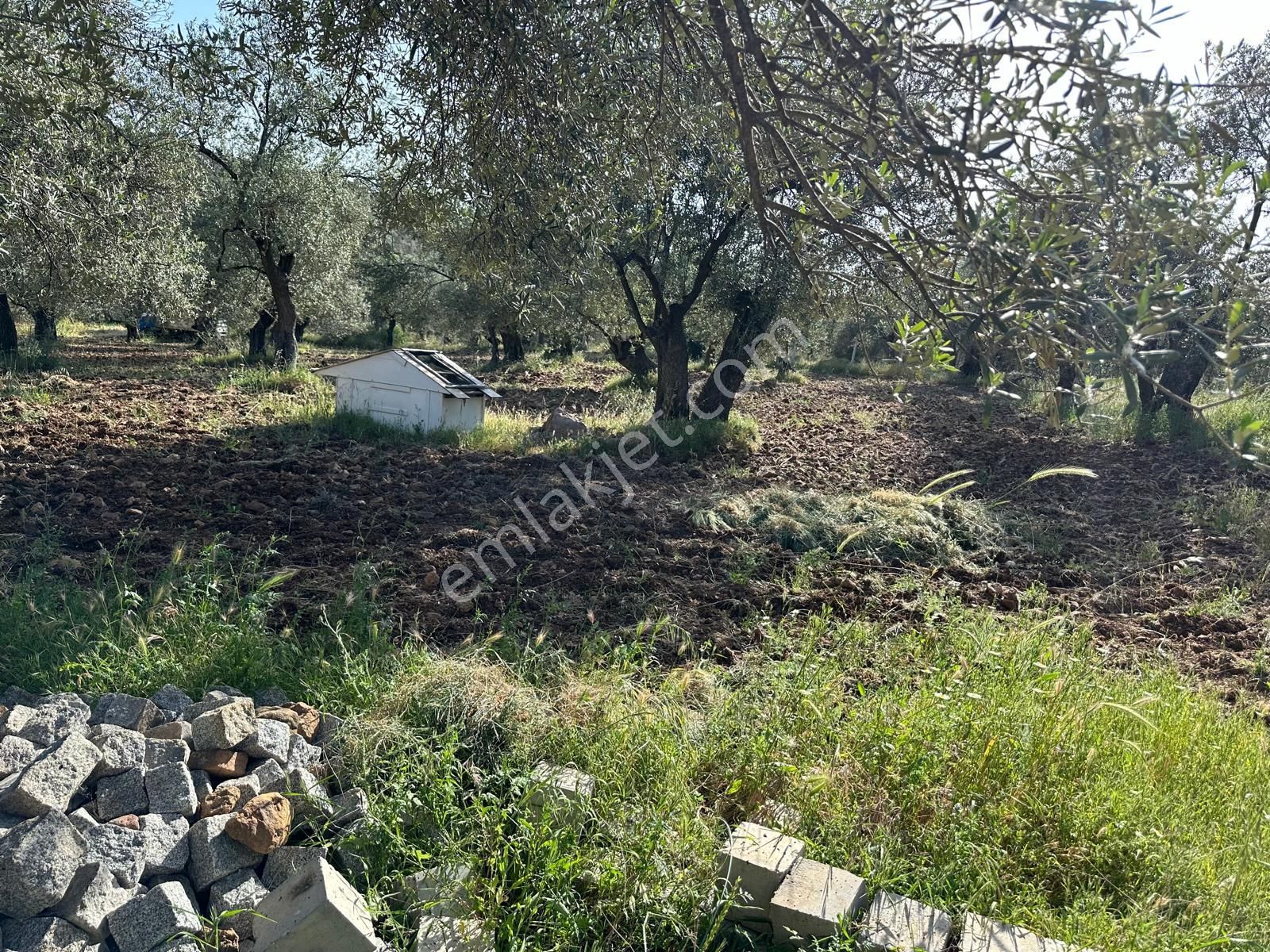 Premar Ayvada'dan Ayvalık Fethiye'de 3.5 Dönüm Bakımlı Zeytinlik - Görsel 2