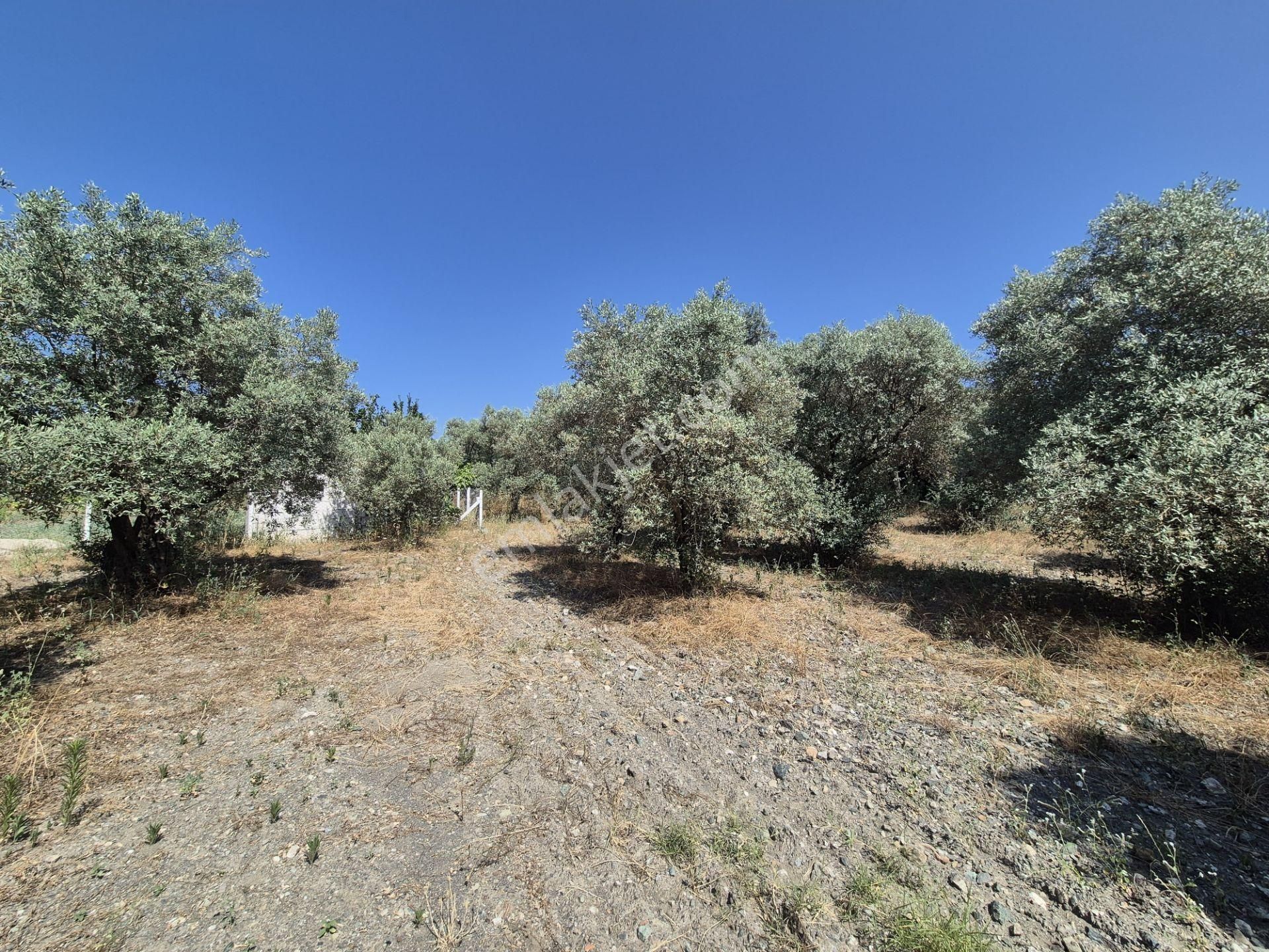 Kuşadası Kirazlı'da Huzurlu Bir Hayat İçin 1137 M² Tarla