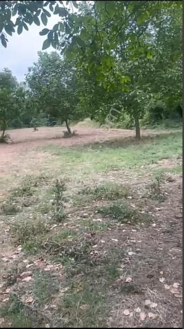 Kocaeli Karamürsel Avcıköy'de Satılık Bahçe