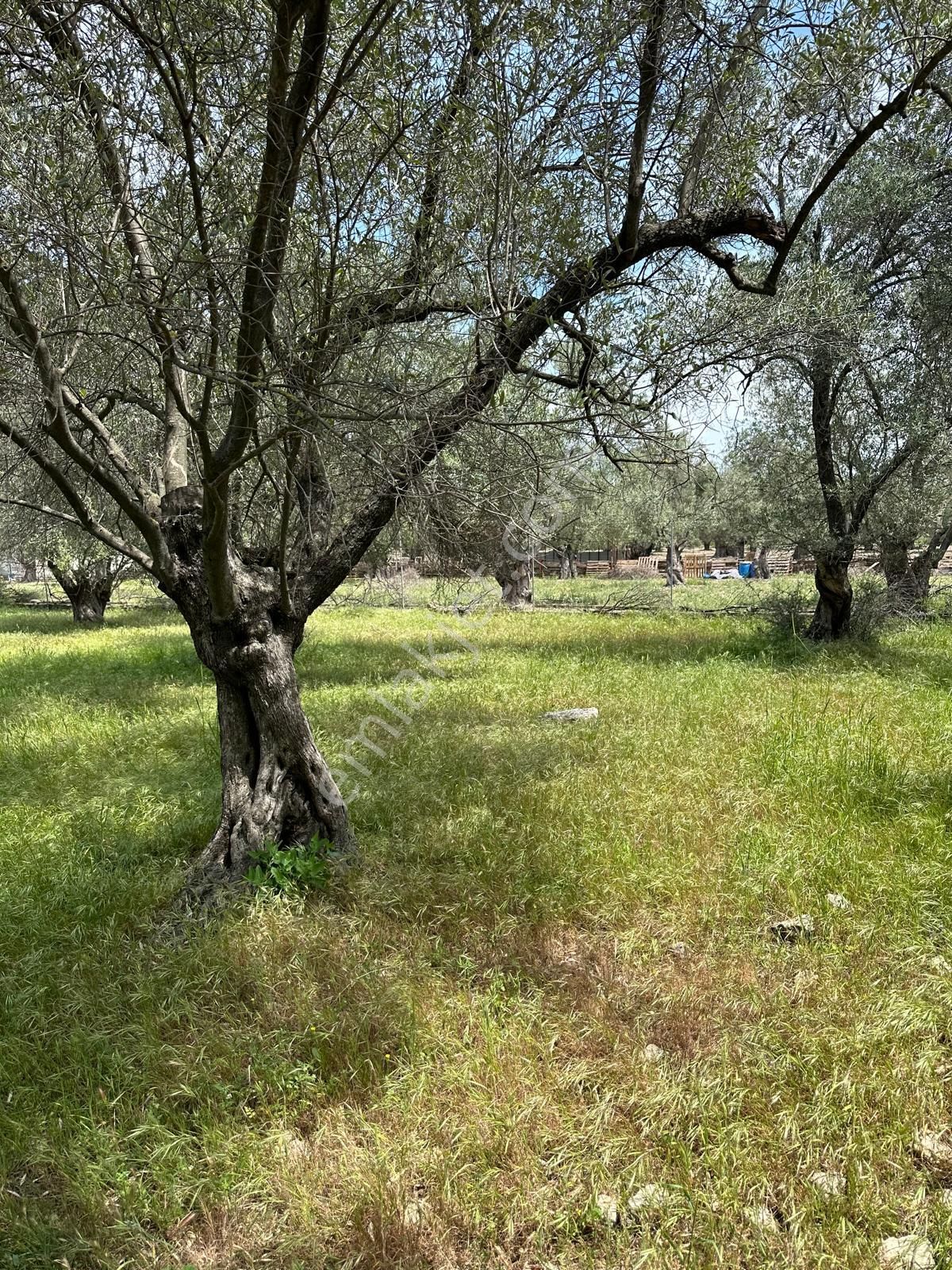 Premar Ayvada'dan Ayvalık Küçükköy'de 5 Dönüm Bakımlı Zeytinlik - Görsel 9
