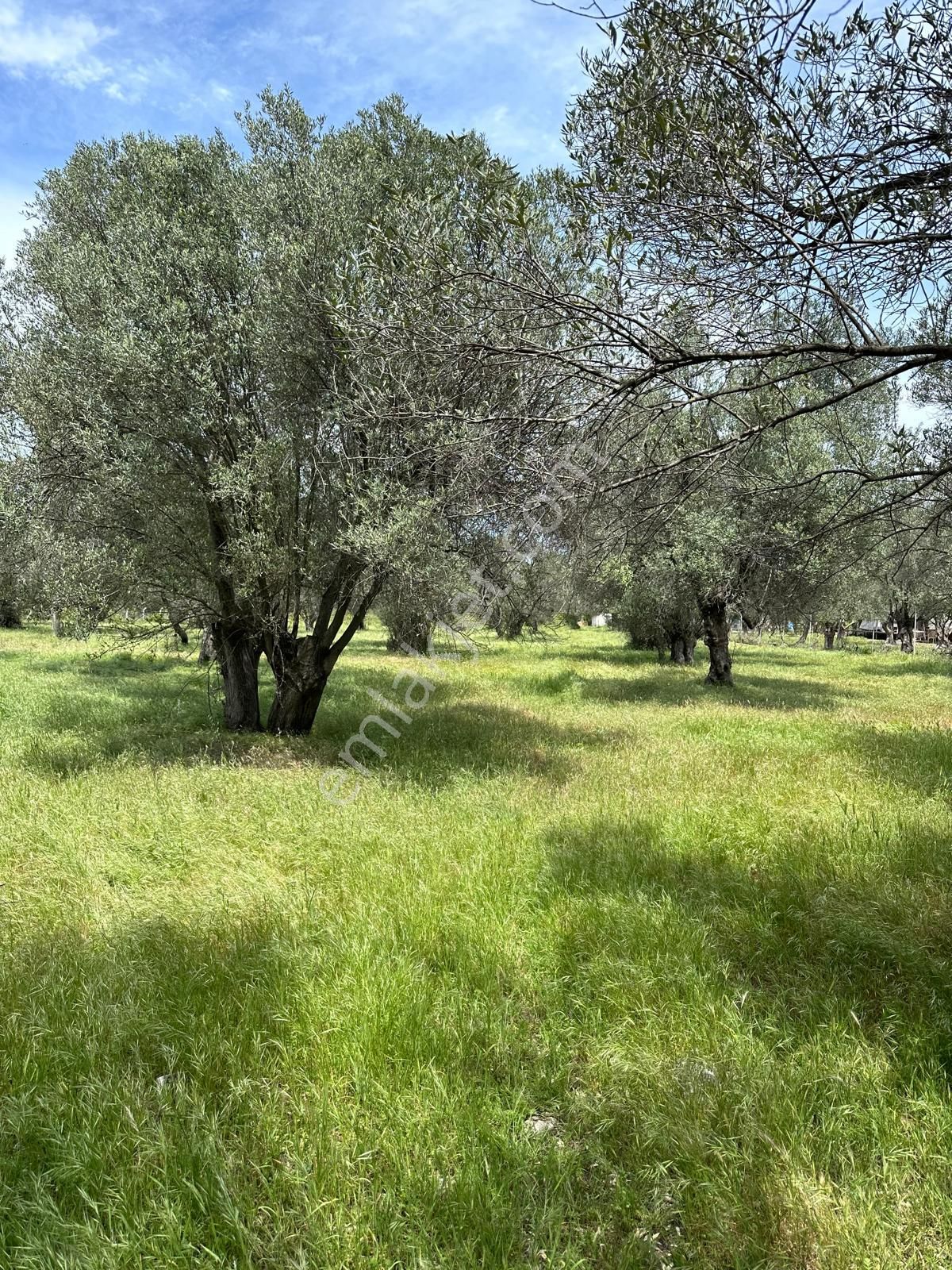 Premar Ayvada'dan Ayvalık Küçükköy'de 5 Dönüm Bakımlı Zeytinlik - Görsel 11