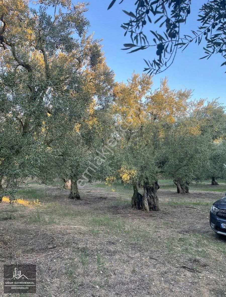 Uğur Gayrimenkul'den Küçük Kumla'da İmarlı Arsa