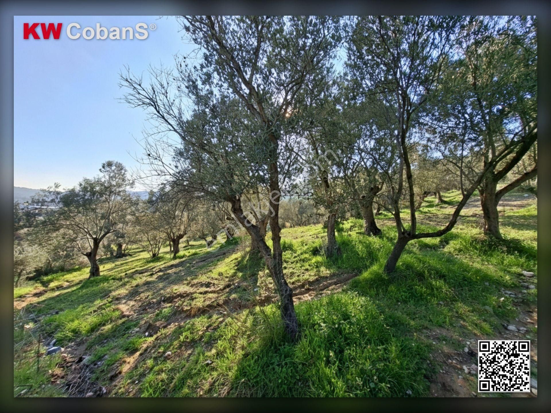 Kw Cobans'dan İzmir Bornova Gökdere’de Yatırımlık Zeytinlik Tarla – Acil Satılık! - Görsel 6