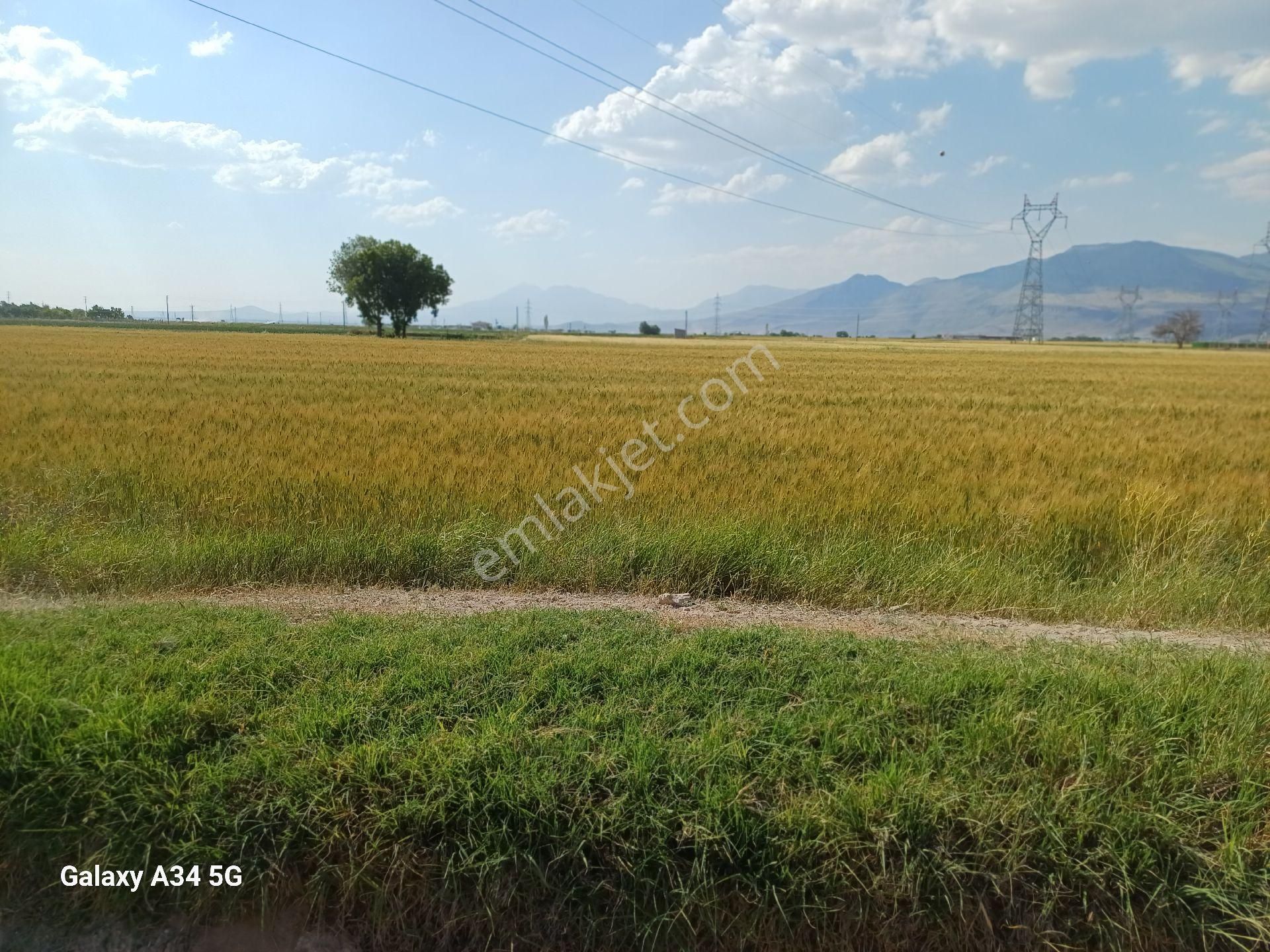 Niğde Bor Acıgöl Mahallesinde Satılık Verimli Tarla - Görsel 9