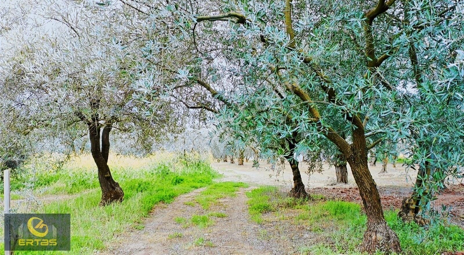 Pamukova Pınarlı'da 1 Dönüm Zeytin Bahçesi
