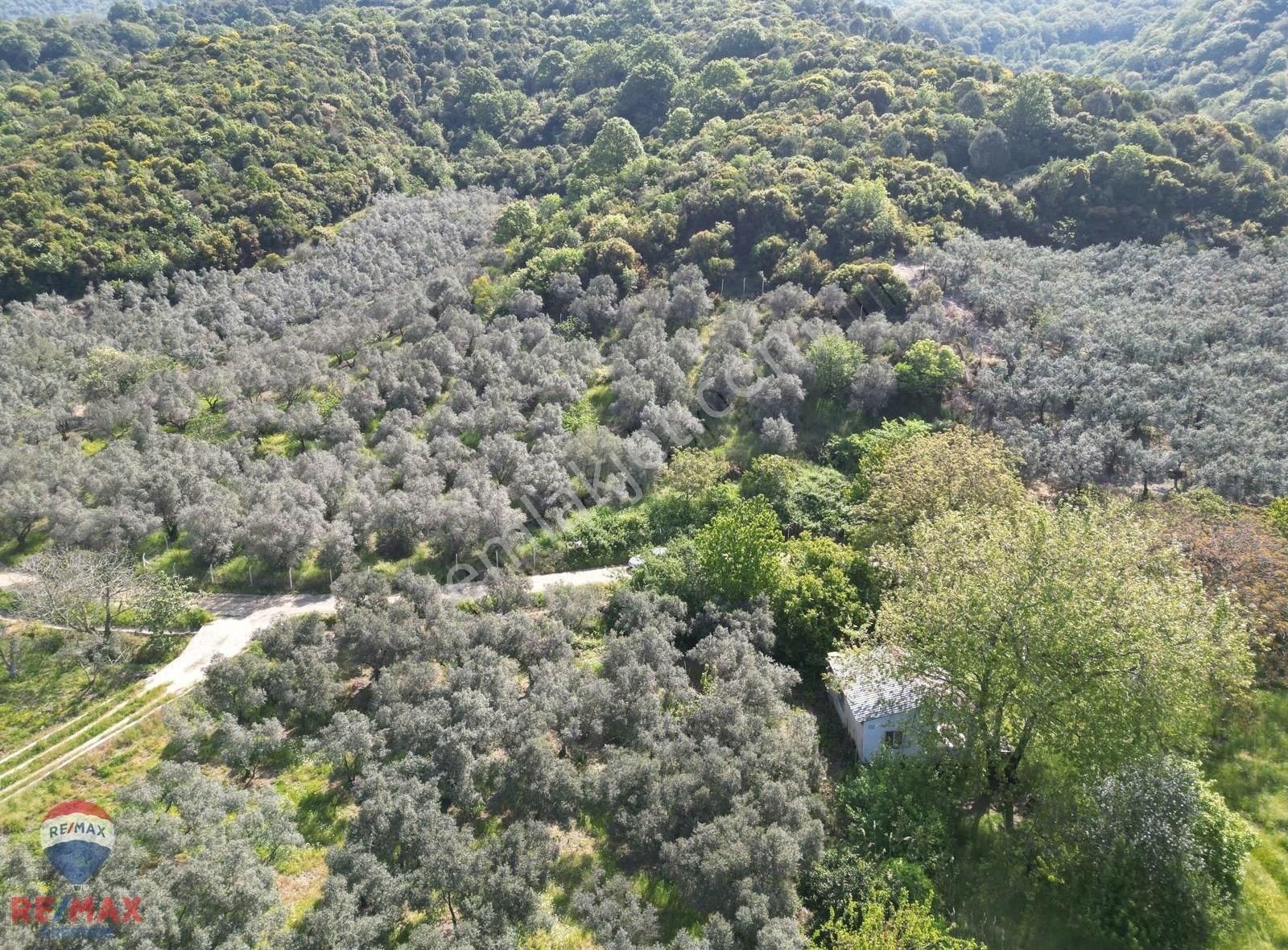 Erdek'te Deniz Manzaralı Muhteşem Zeytinlik