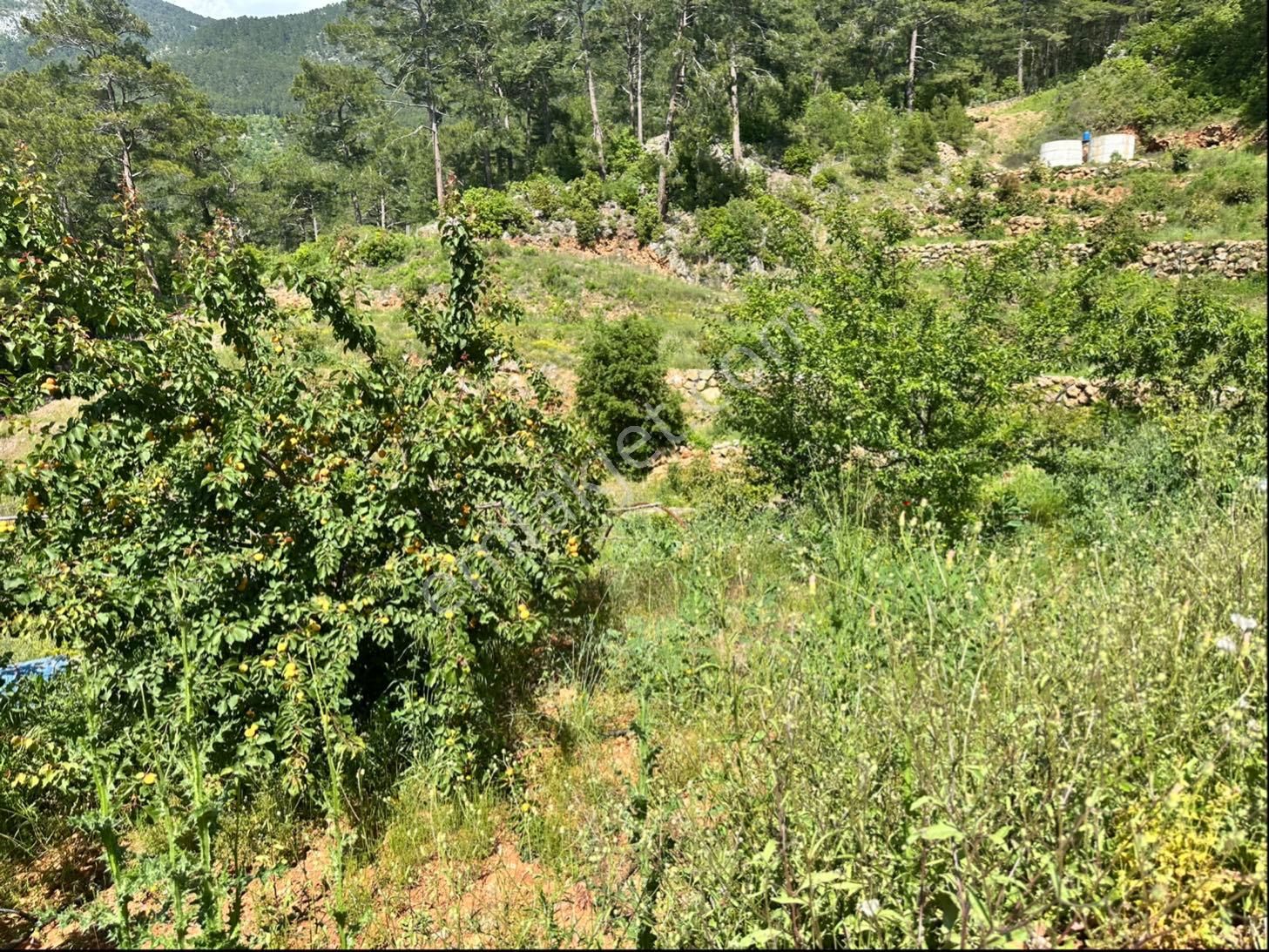 Alanya Obaalacamii De Satılık 12 Dönüm Kurulu Düzen Tarla - Görsel 25