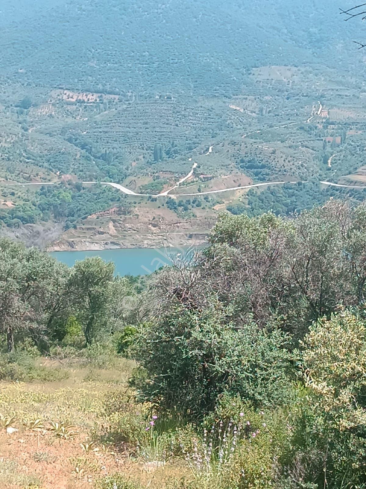 Doğa Gayrimenkul'den İzmir'de Kaçırılmayacak Baraj Manzaralı Zeytinlik - Görsel 5