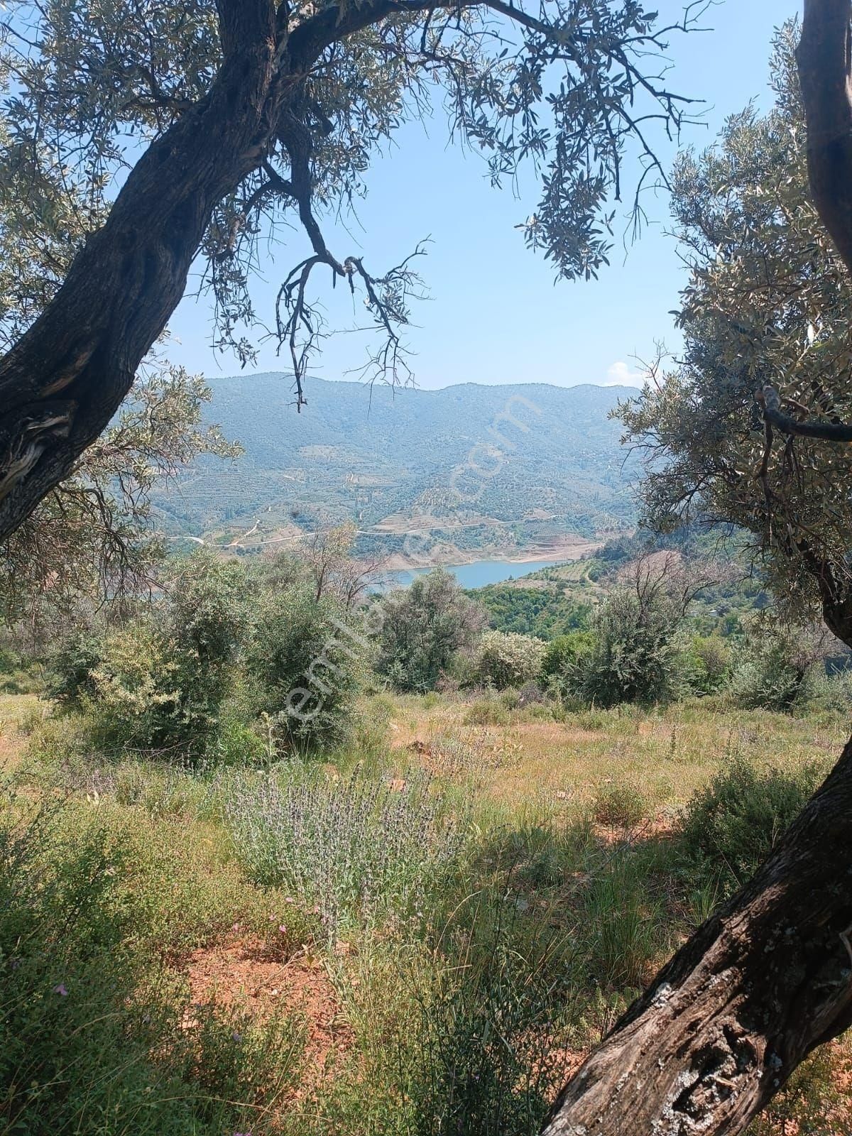 Doğa Gayrimenkul'den İzmir'de Kaçırılmayacak Baraj Manzaralı Zeytinlik - Görsel 4