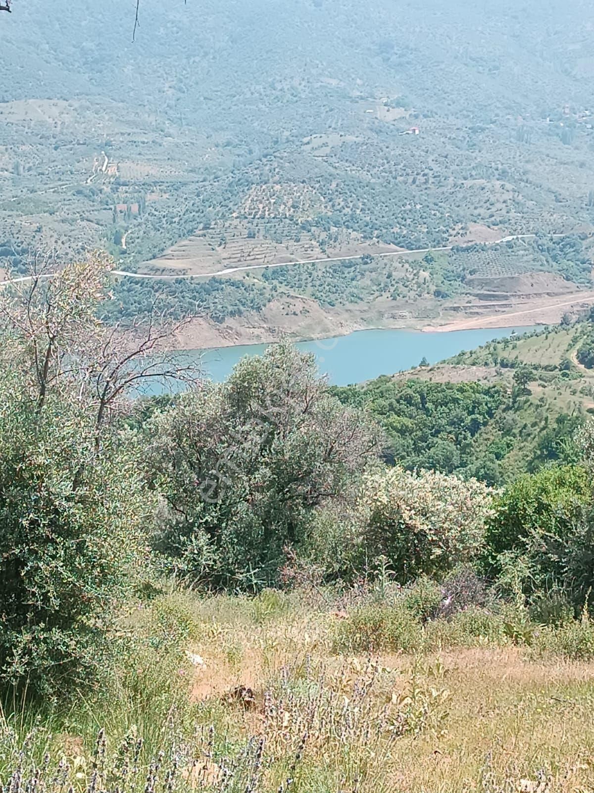 Doğa Gayrimenkul'den İzmir'de Kaçırılmayacak Baraj Manzaralı Zeytinlik - Görsel 2