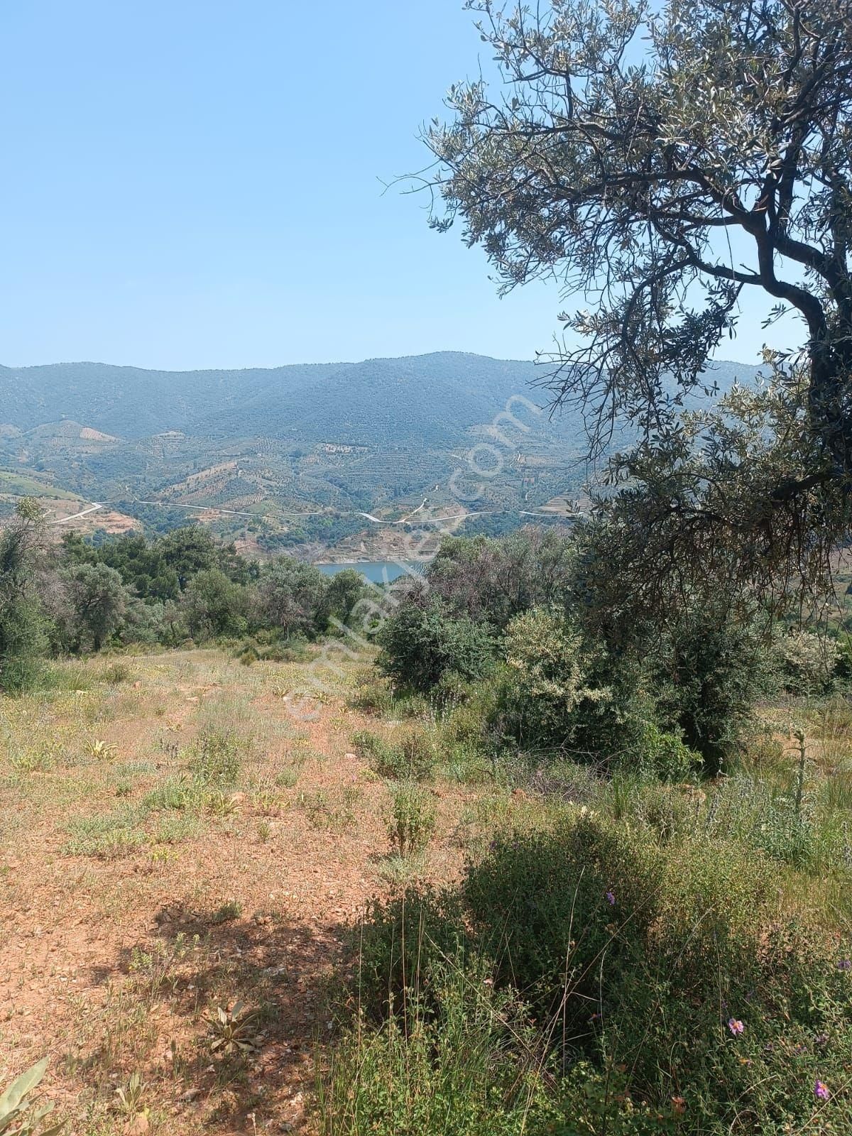 Doğa Gayrimenkul'den İzmir'de Kaçırılmayacak Baraj Manzaralı Zeytinlik - Görsel 3