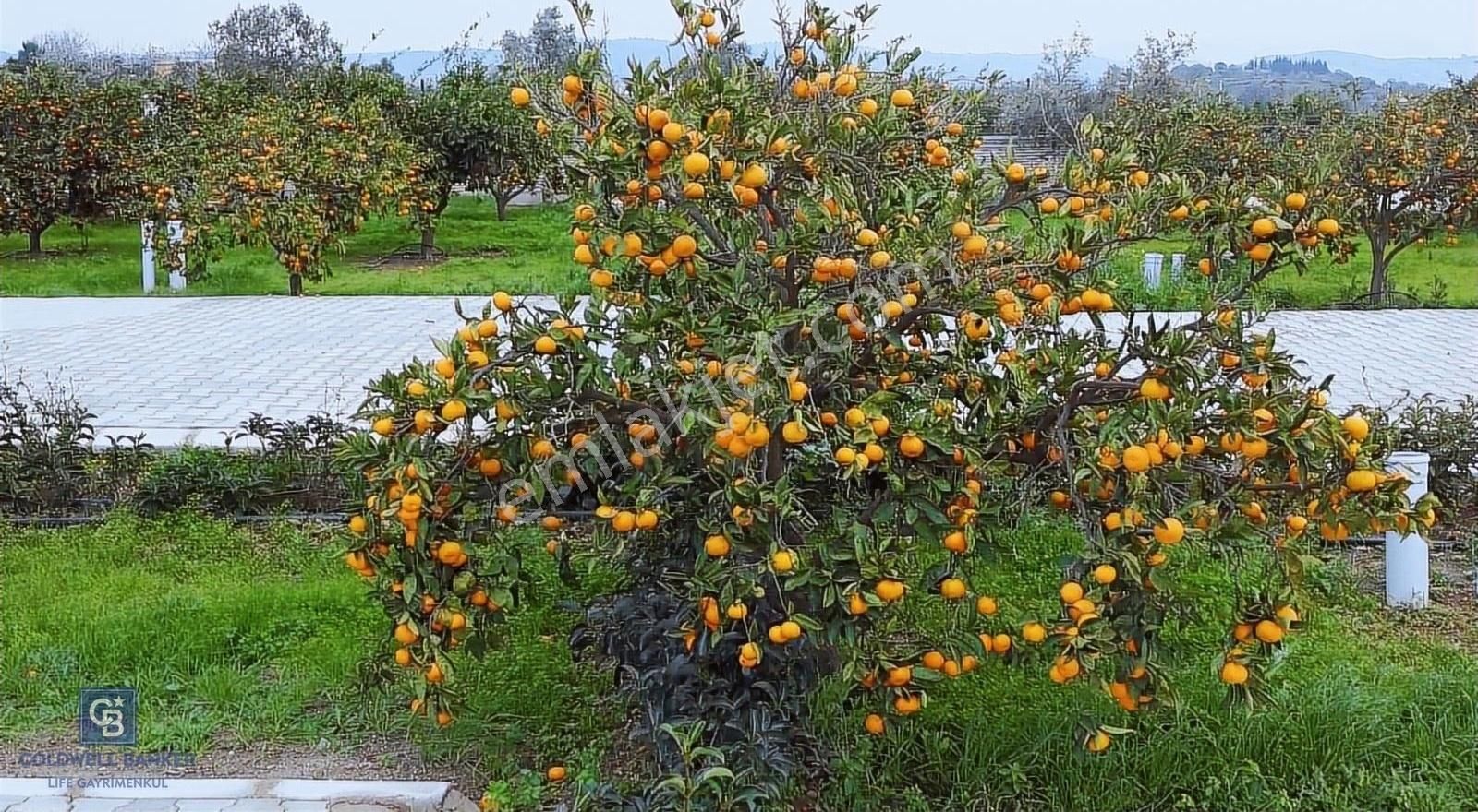 Seferihisar'da Projelendirilmiş Müstakil Girişli Satılık Bahçe - Görsel 11