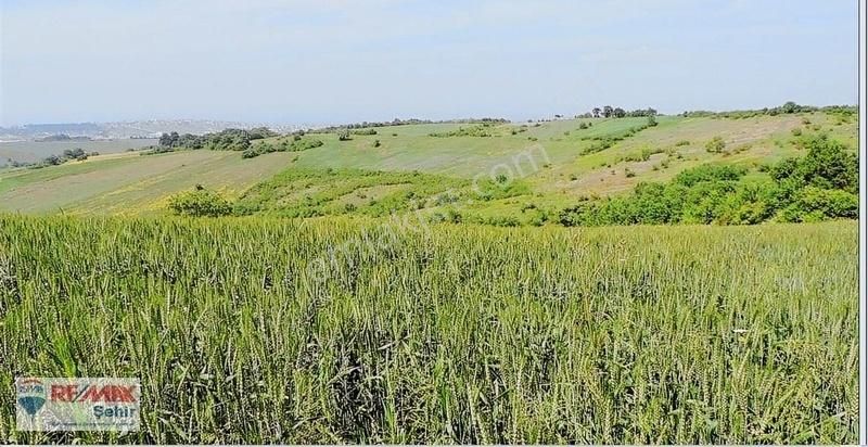 Yalova Merkez Kirazlı Da Satılık 20.239m2 Tarla Hissesi