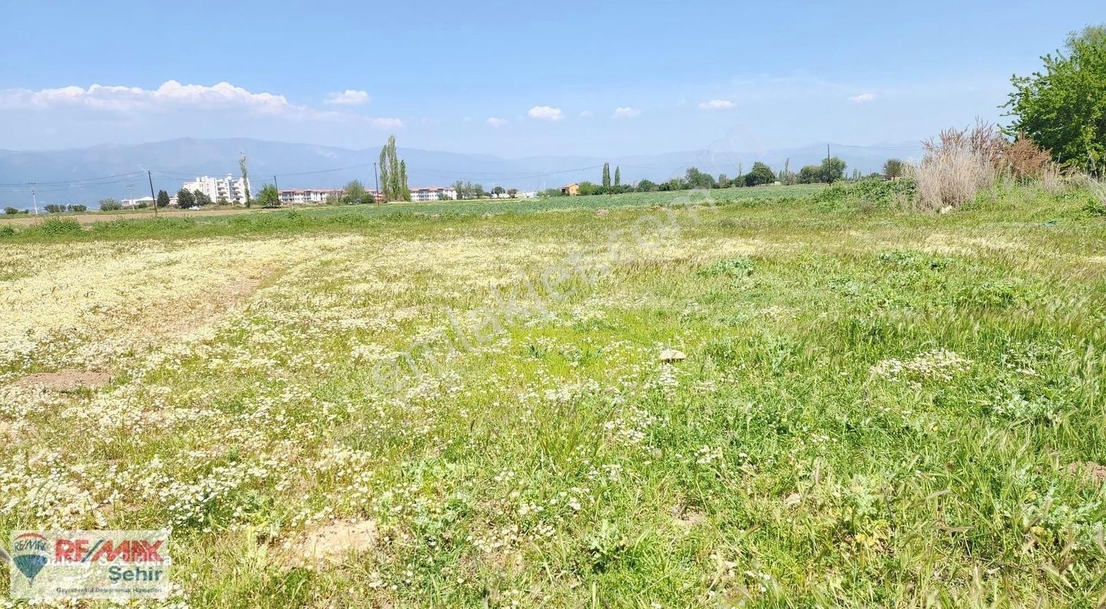Balıkesir Burhaniye Örende Satılık 5 Parsel Arsa