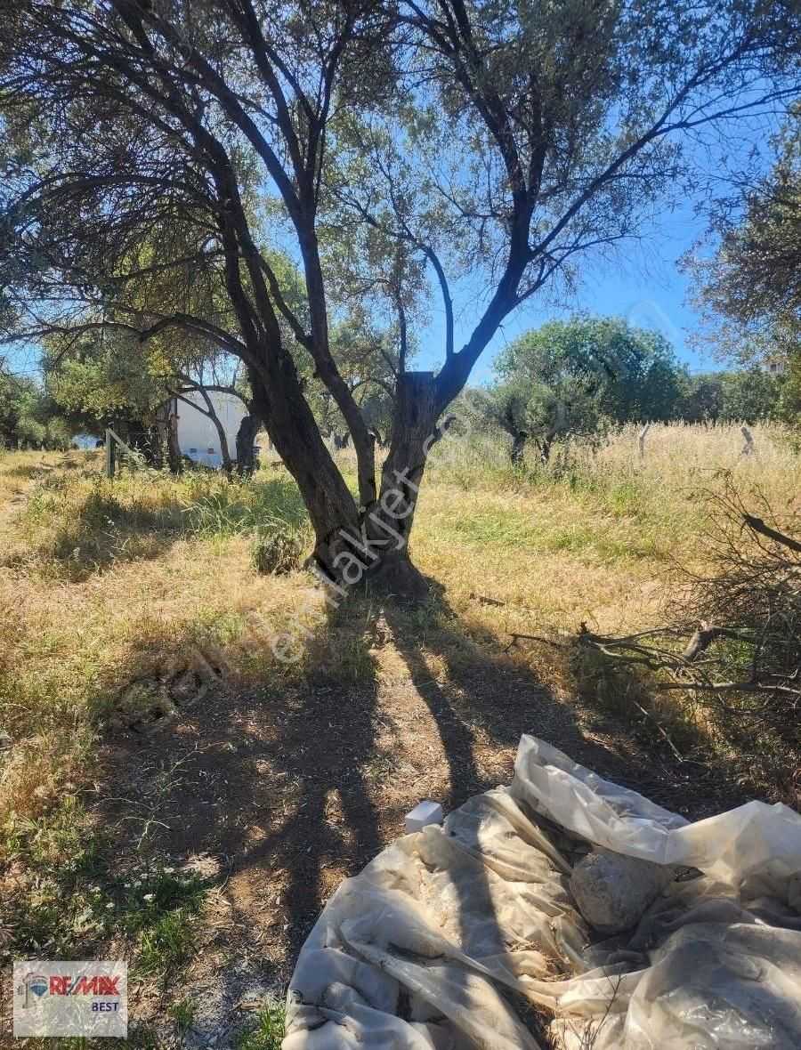 Foça Gencelli De Denize Yakın Satılık Tarla