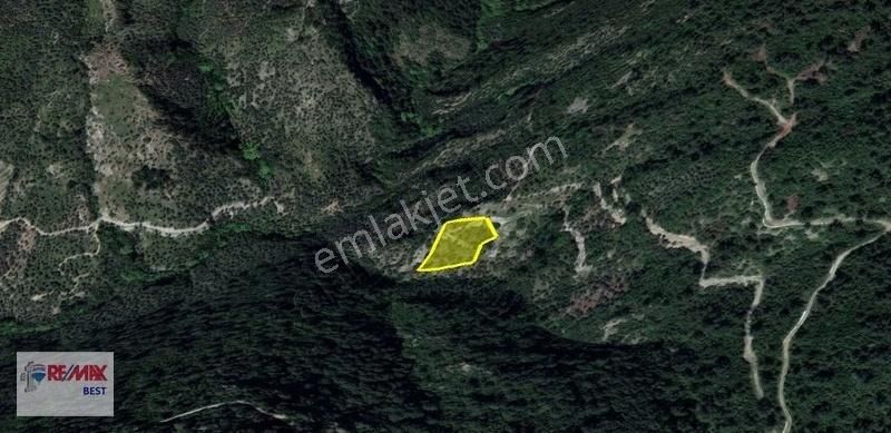 Bayındır Hisarlıkta 4462 M2 Yatırımlık Zeytinlik