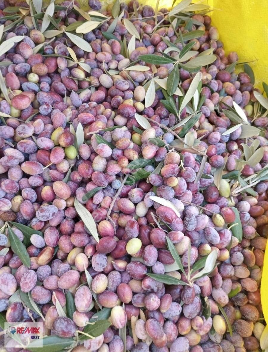 Acil!!!! Bayındır Merkezi Konumda Satılık Zeytinlik