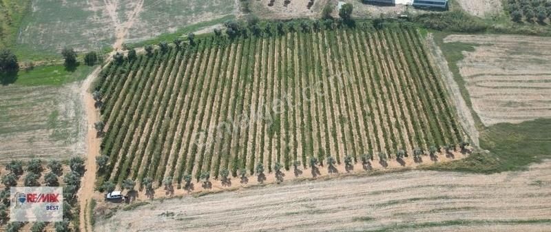 İzmir Kemalpaşa Halilbeyli'de Satılık 13 Dönüm Tarla